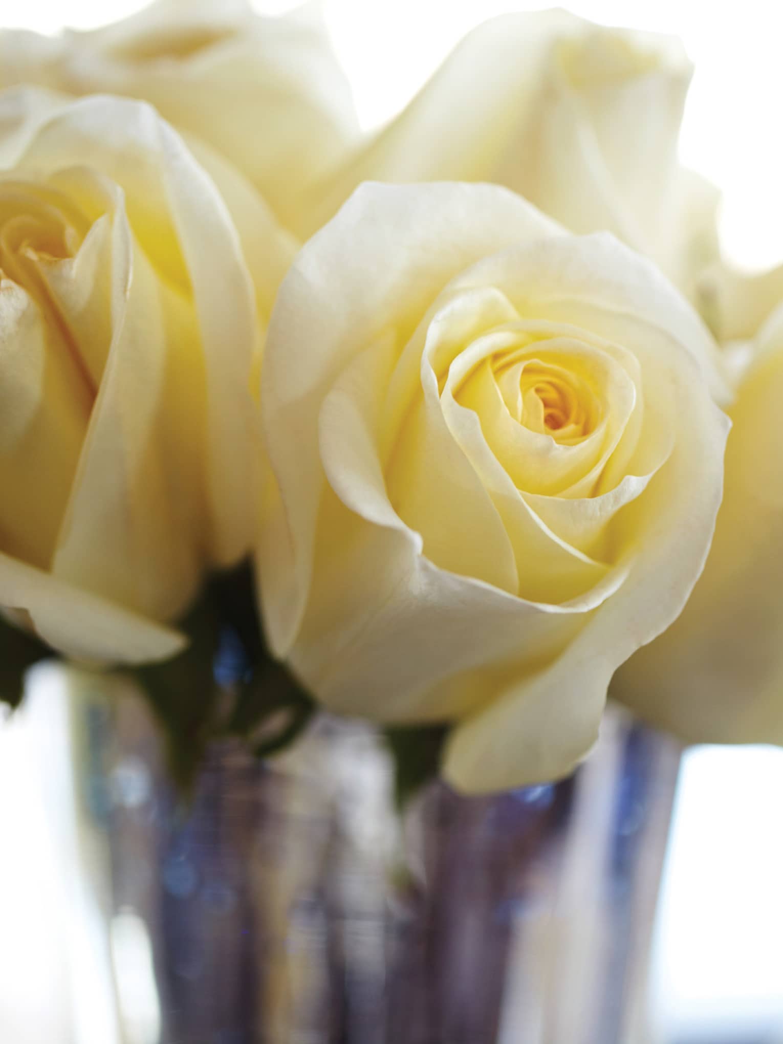 White roses in a vase