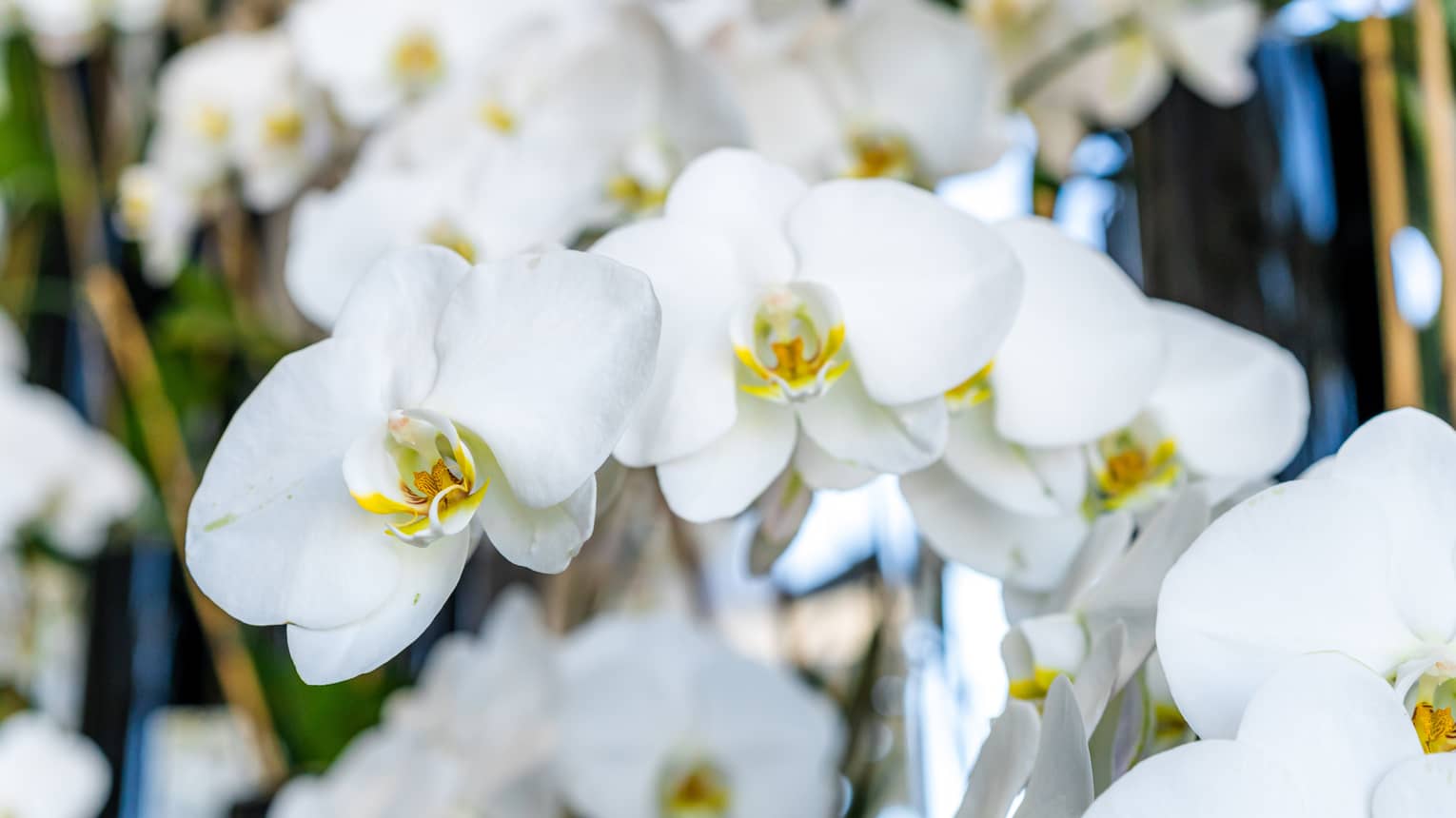 Close up of white flowers.