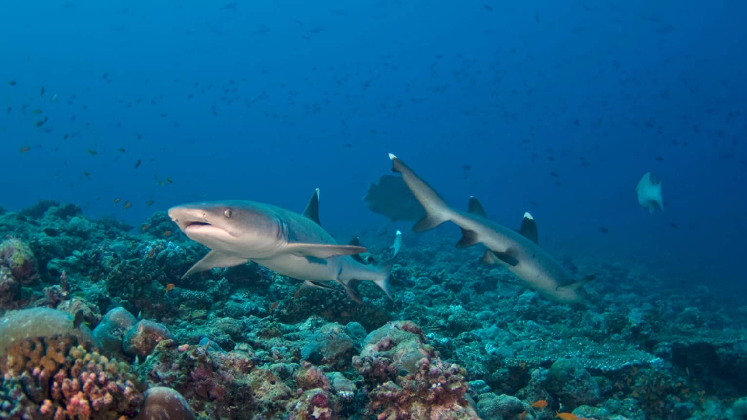 Two sharks swimming in the ocean with coral reefs at the bottom.