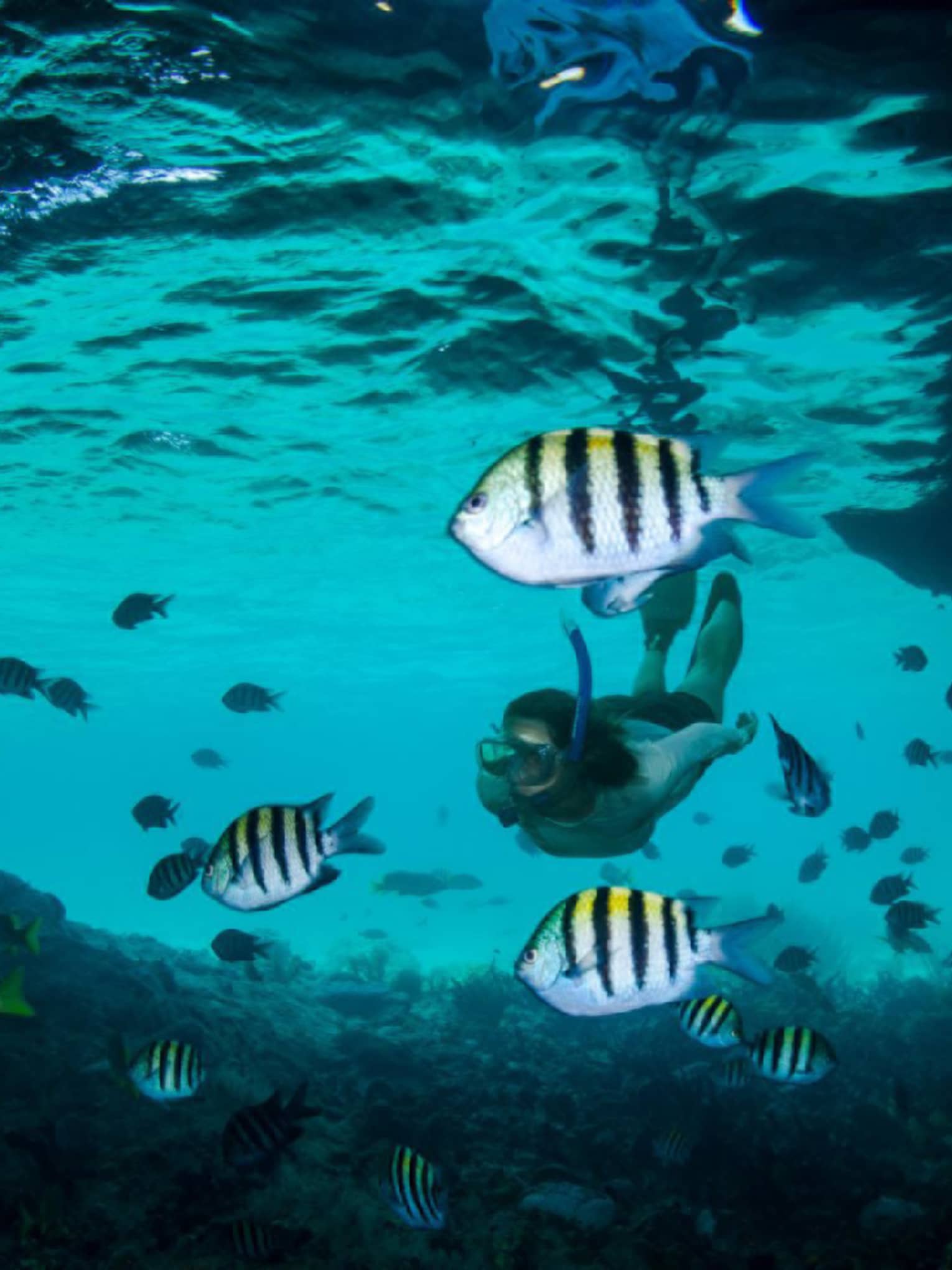 Underwater view of tropical fish in lagoon