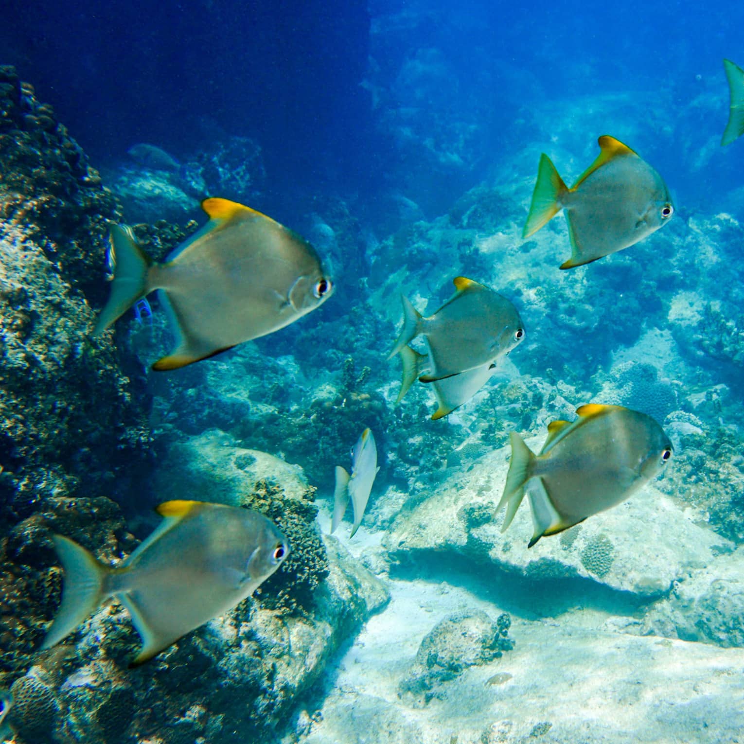 Underwater close-up of a school of flat fish with small, yellow-tipped fins swimming past an orange-speckled coral reef.
