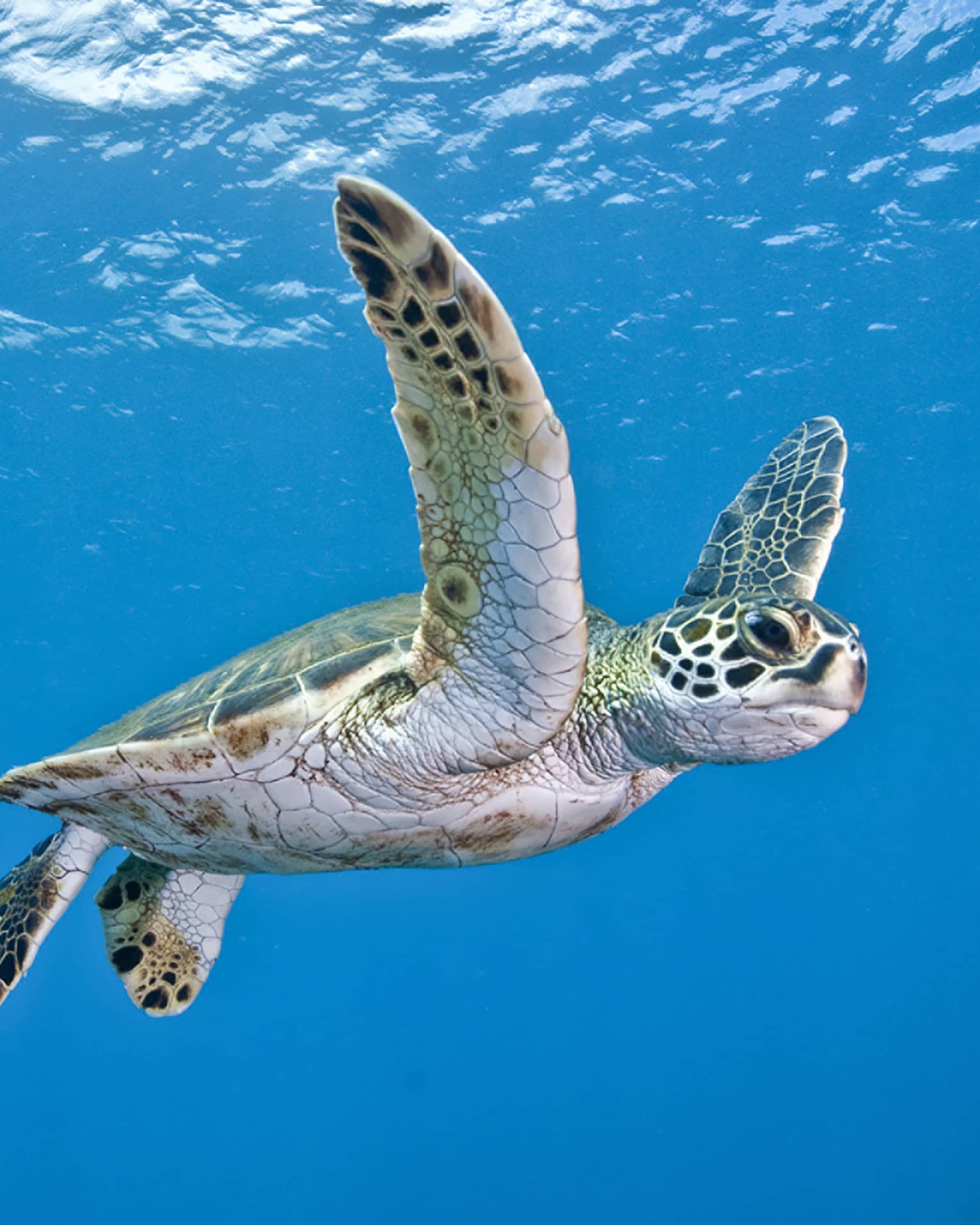 Side view of a magnificent green sea turtle. With outstretched flippers, it navigates the sparkling blue waters. 