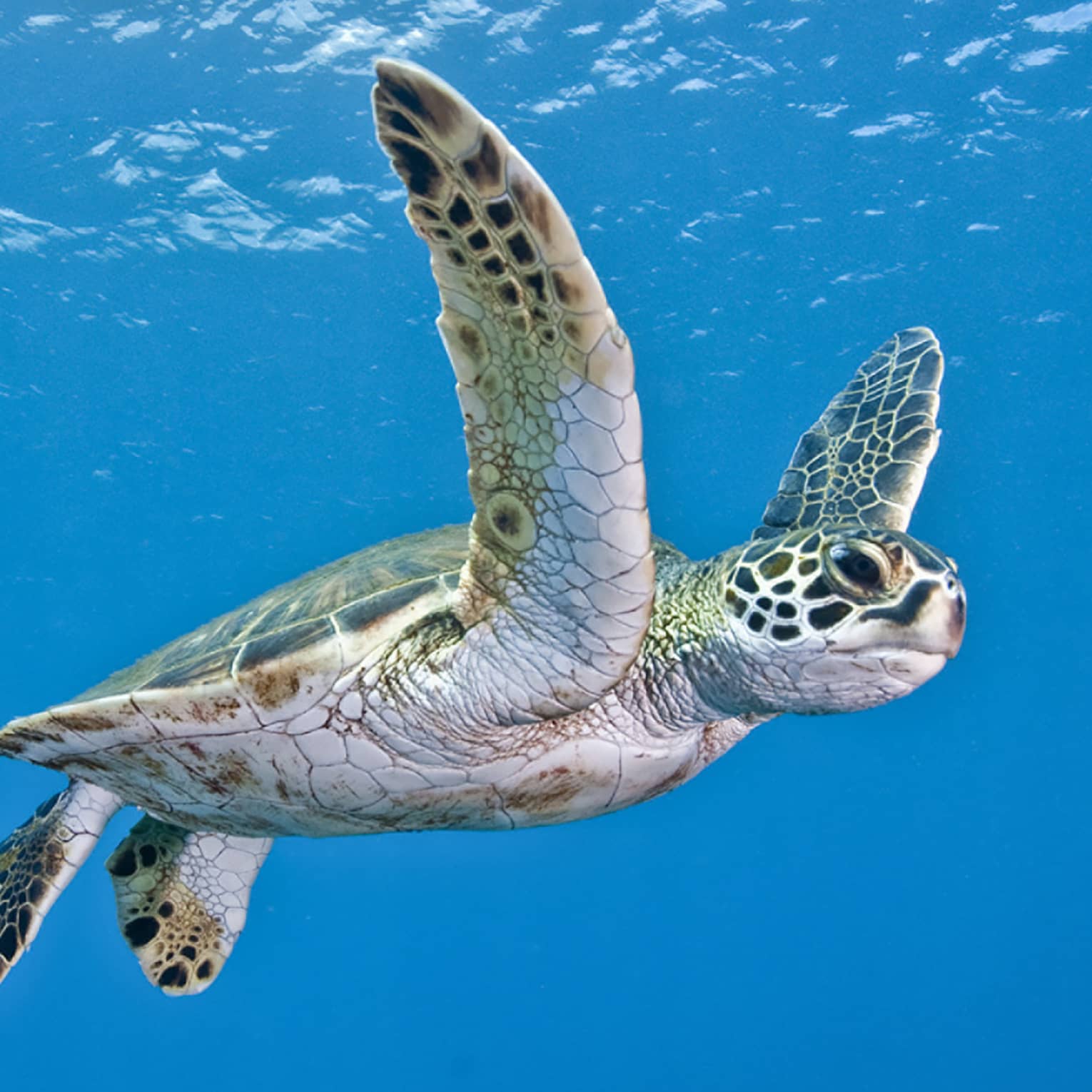 Side view of a magnificent green sea turtle. With outstretched flippers, it navigates the sparkling blue waters. 