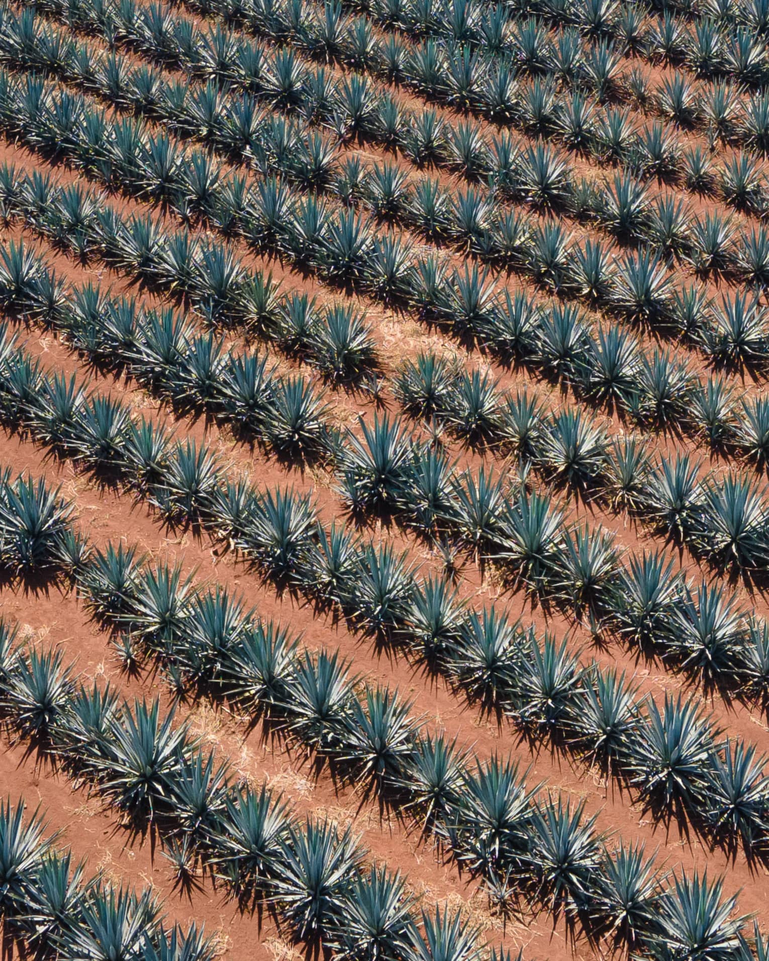 Plants in a row on red-brown earth.