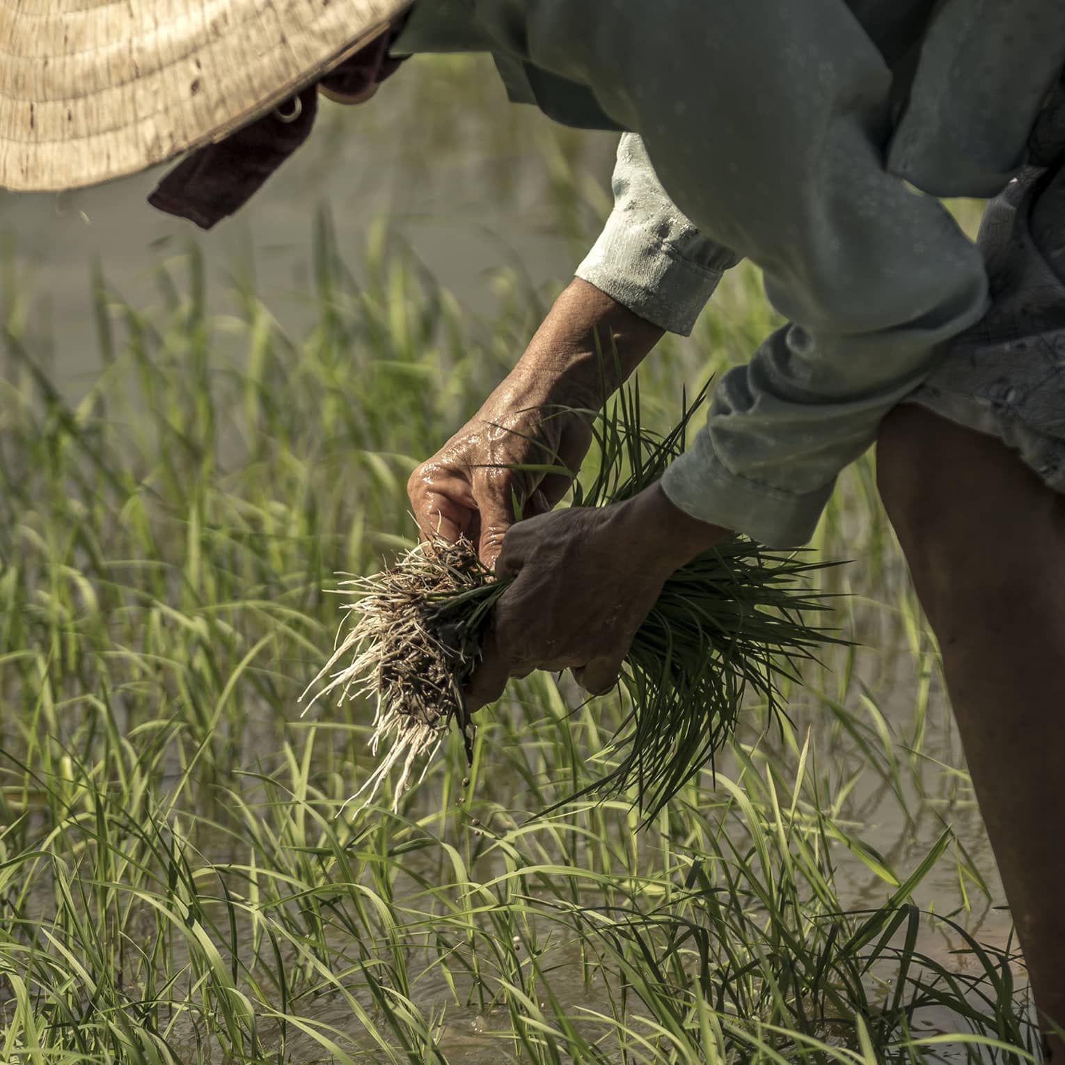 Face hidden by a straw hat, a farmer bends over, grasping handfuls of grass pulled from a flooded field.