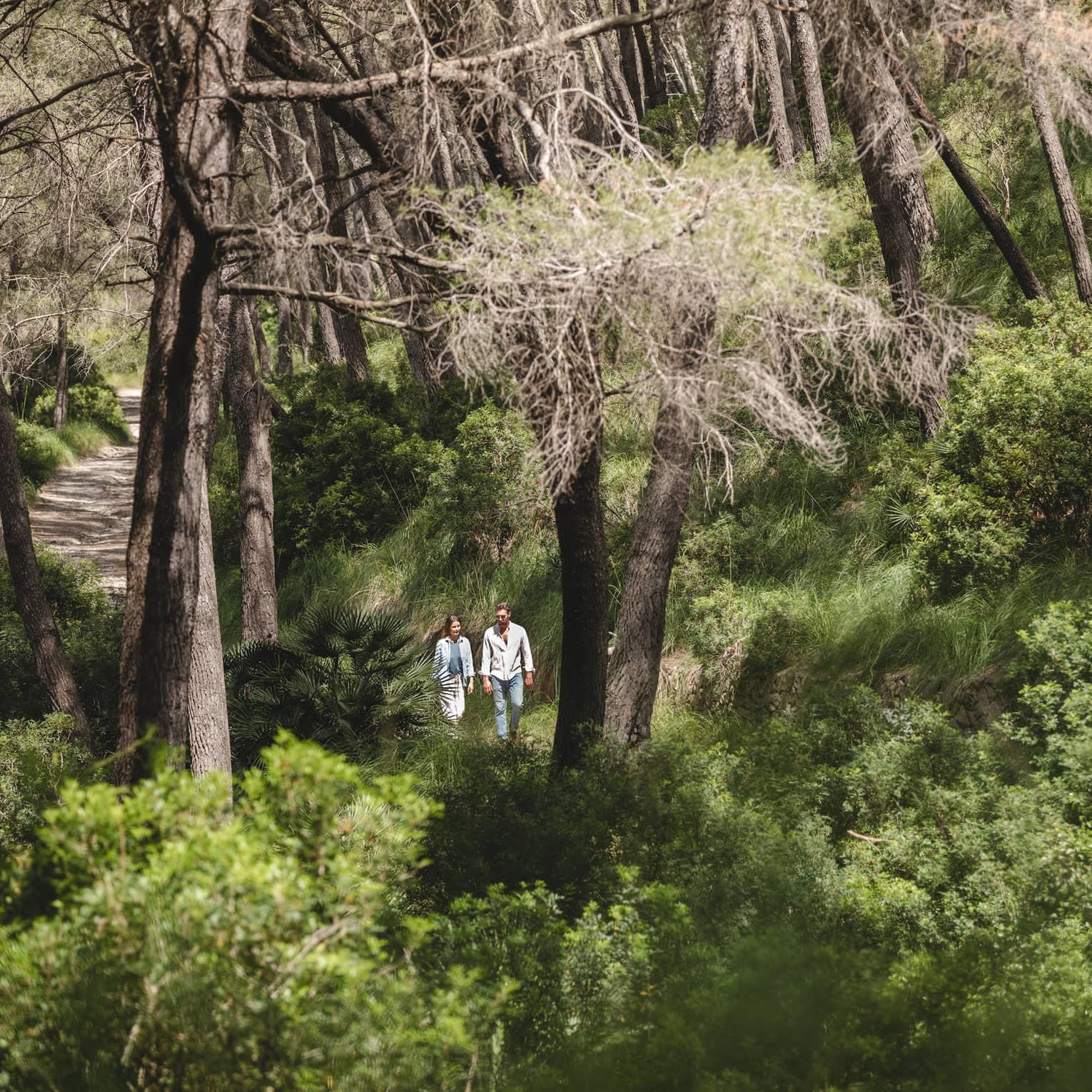 Aerial view of a couple walking along a sun-dappled path winding through a forest of tall trees and lush green vegetation.