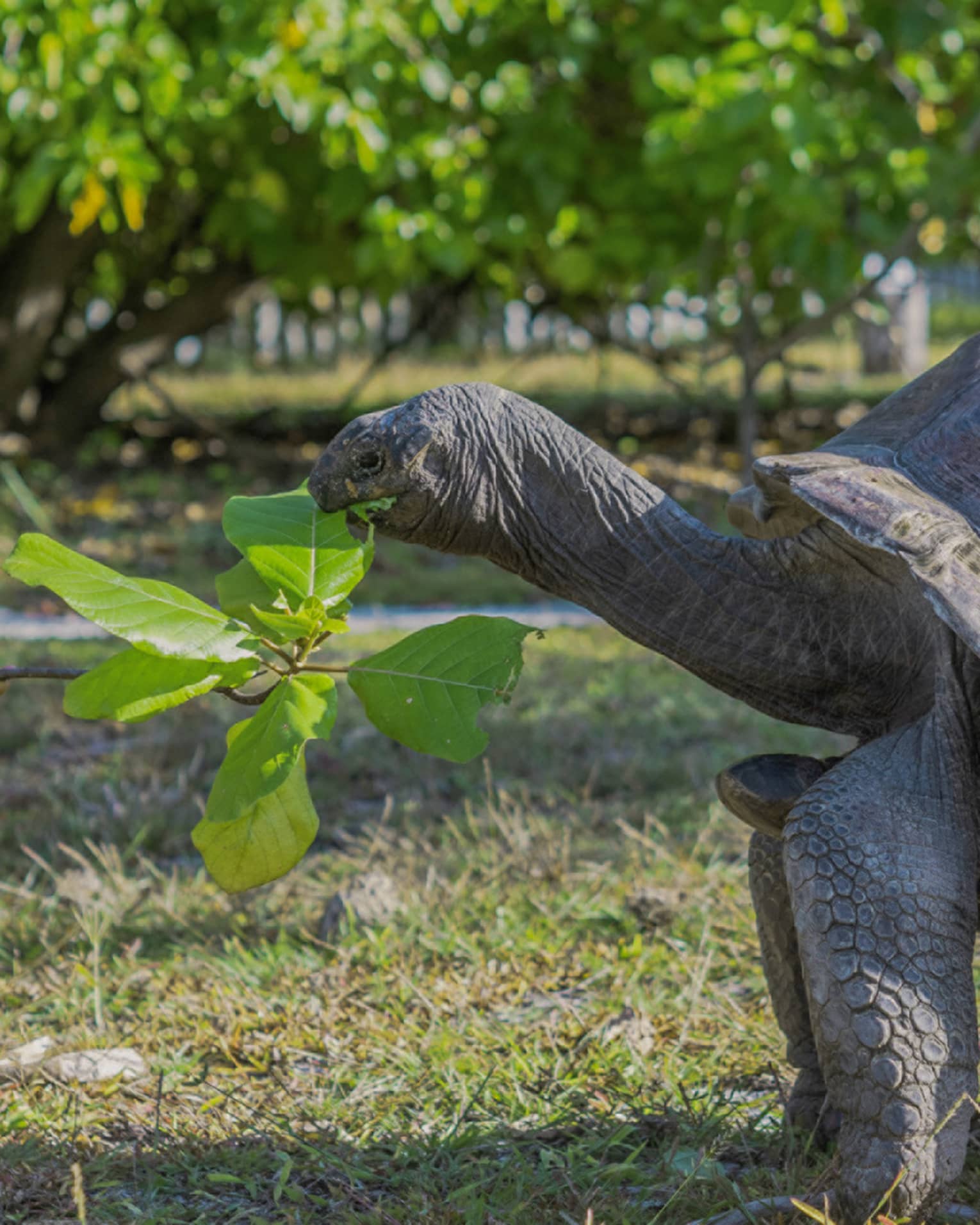Tortoise eating a leaf