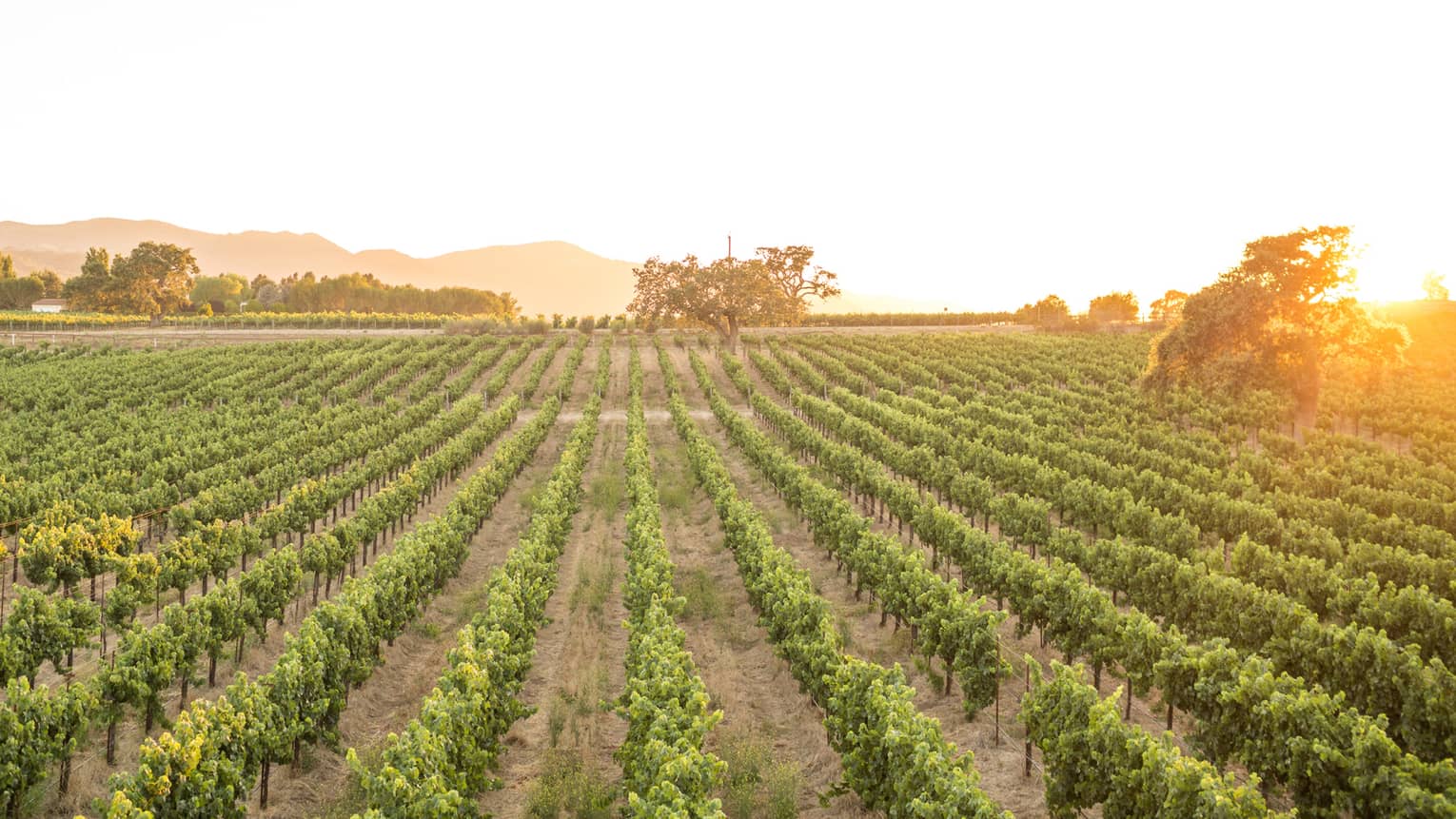 Wide view of rows of green grapes, plants in wine vineyard at sunrise