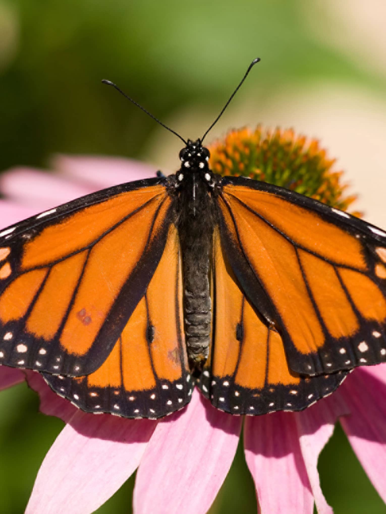 Orange and black butterfly on a pink flower.