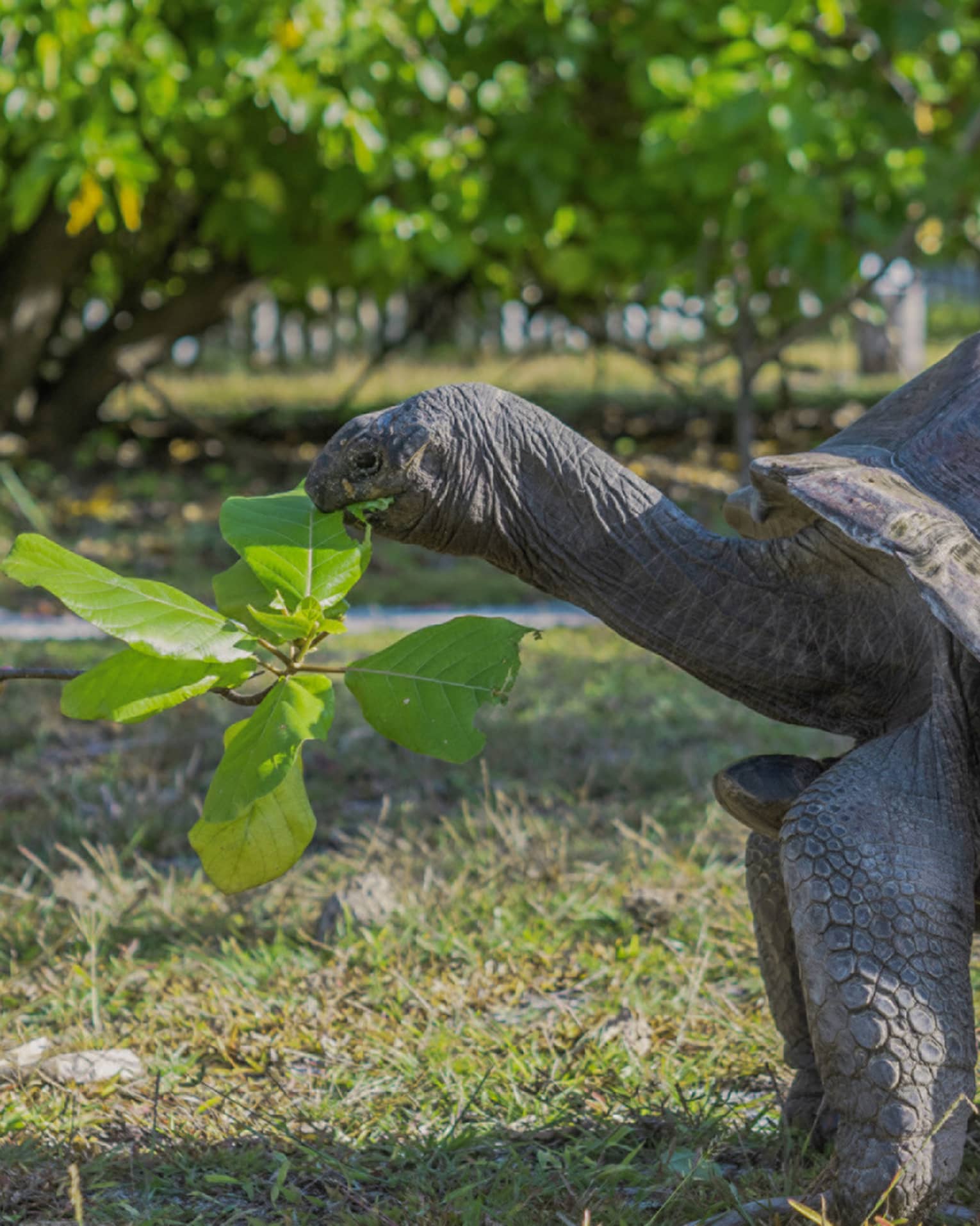 Tortoise eating a leaf