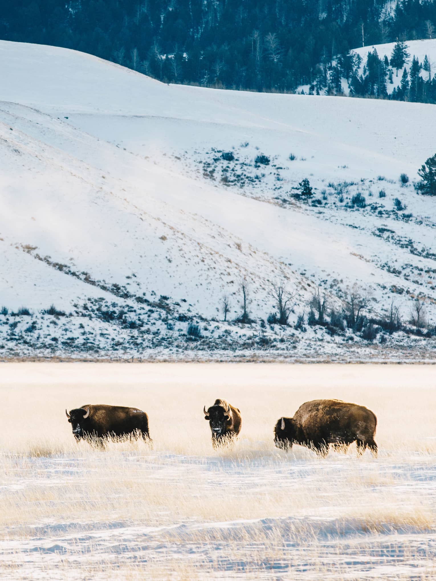 Three buffalos roam a snowy field