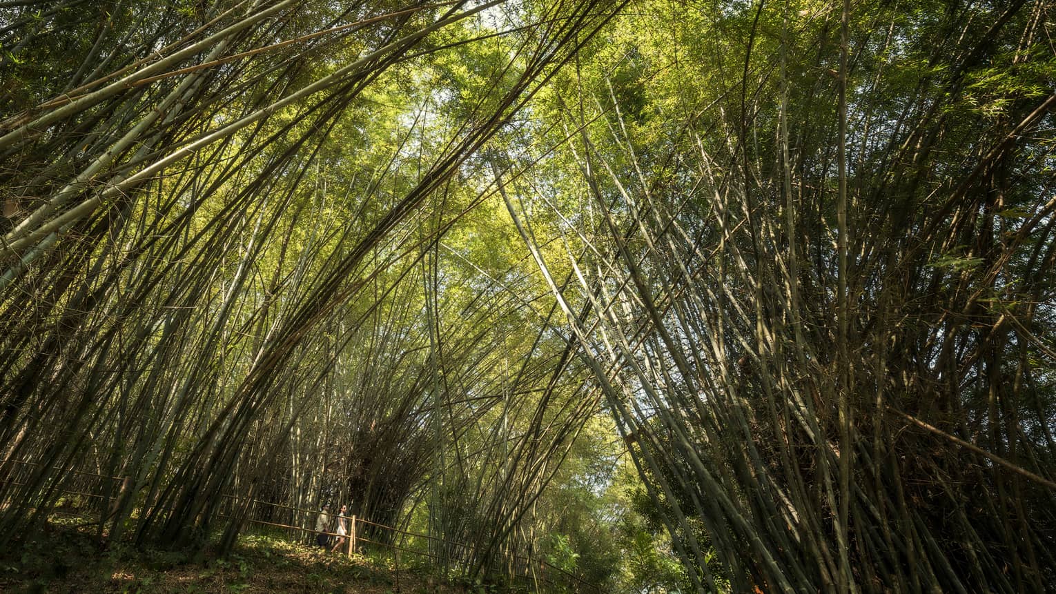 Two people walk under tall bamboo tree canopy in forest