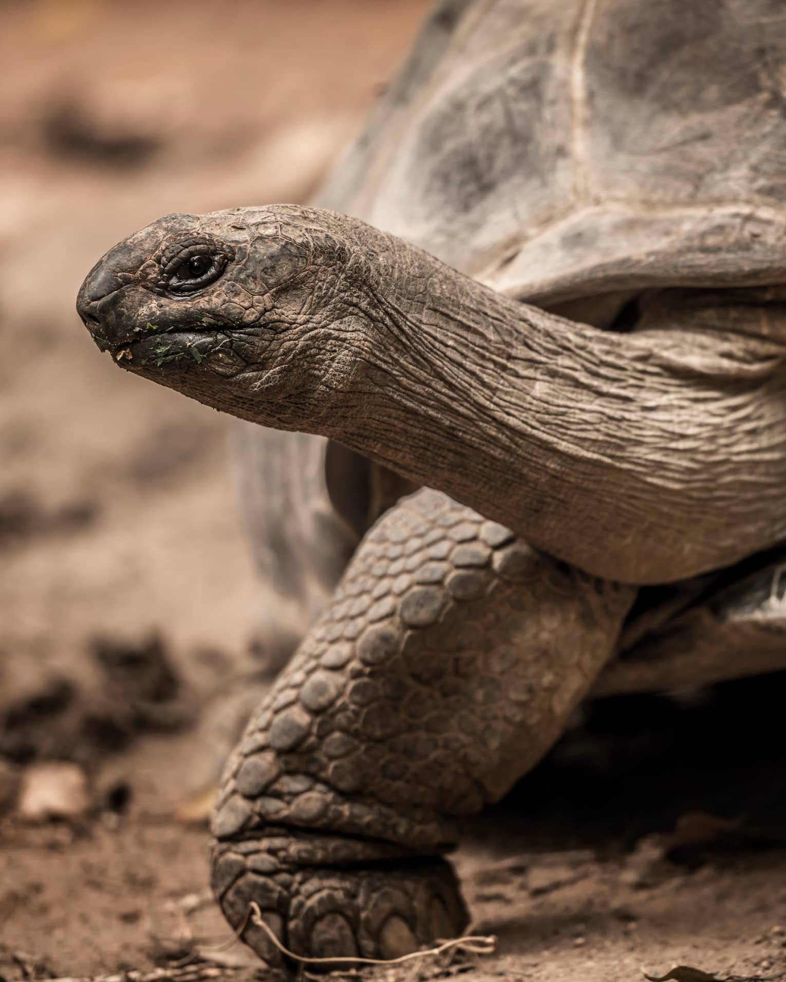 Close-up view of a giant tortoise on earthy terrain, head emerged from its shell and neck outstretched, peering sideways. 