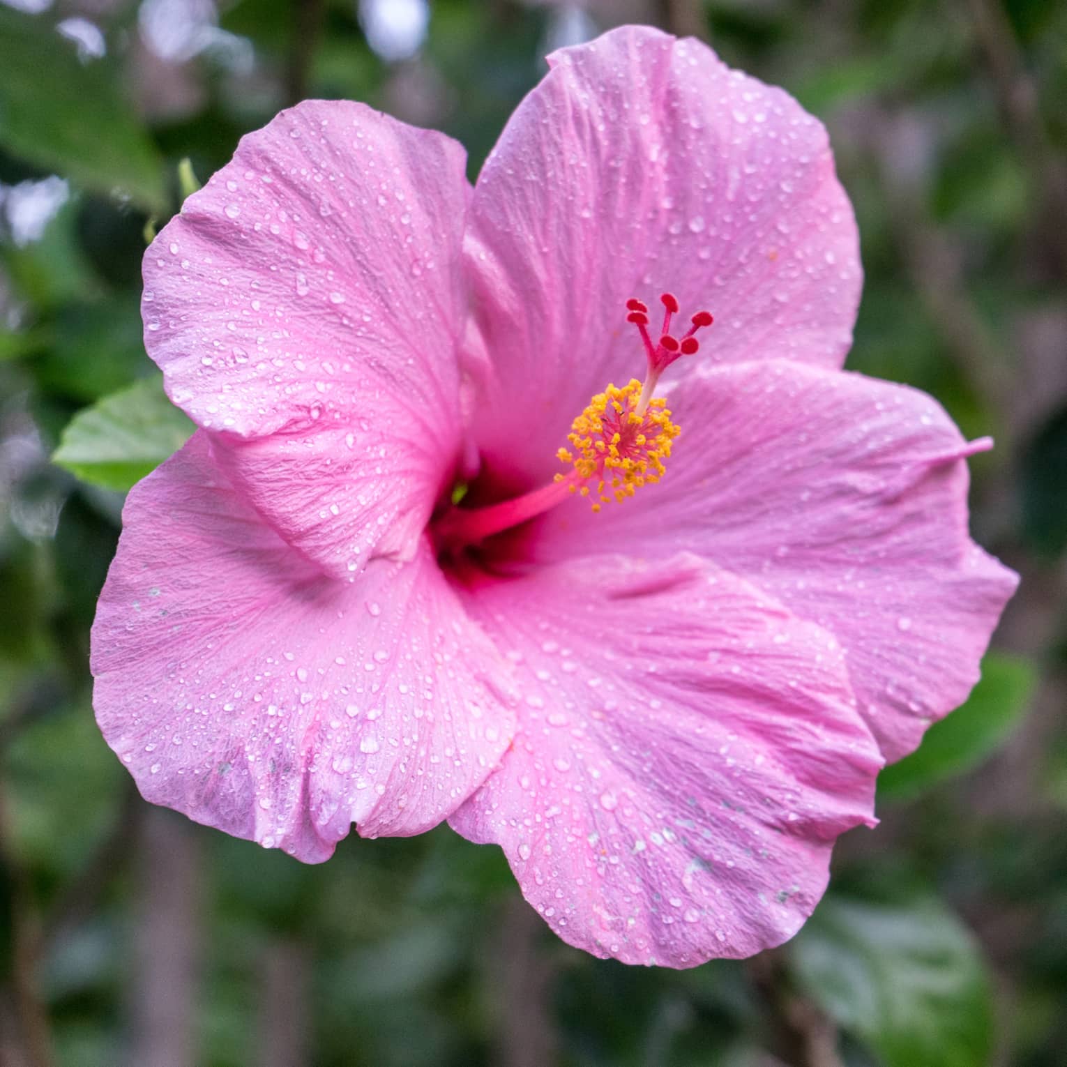 Close up of pink tropical flower