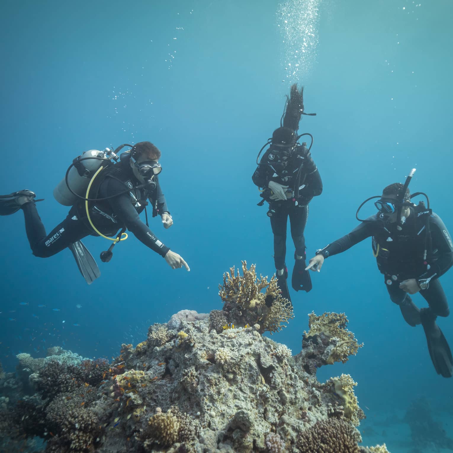 Front view of three scuba divers in clear, dark waters; two divers point at a group of yellow coral protruding from the rock.