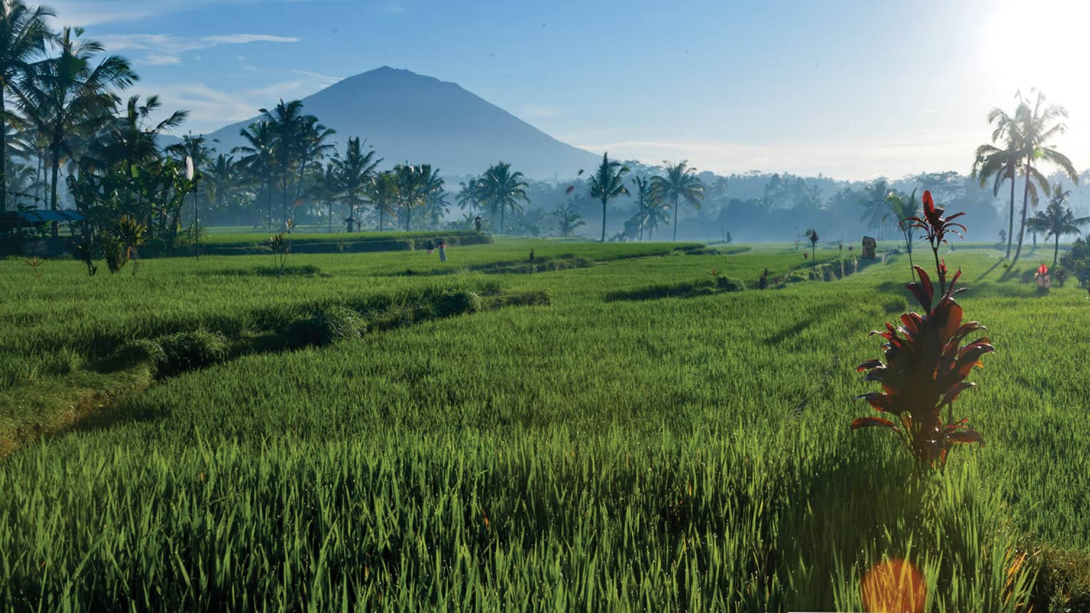 A large, lush rice paddy dotted with palm trees stretches towards a mountain rising against a blue sky streaked with clouds.
