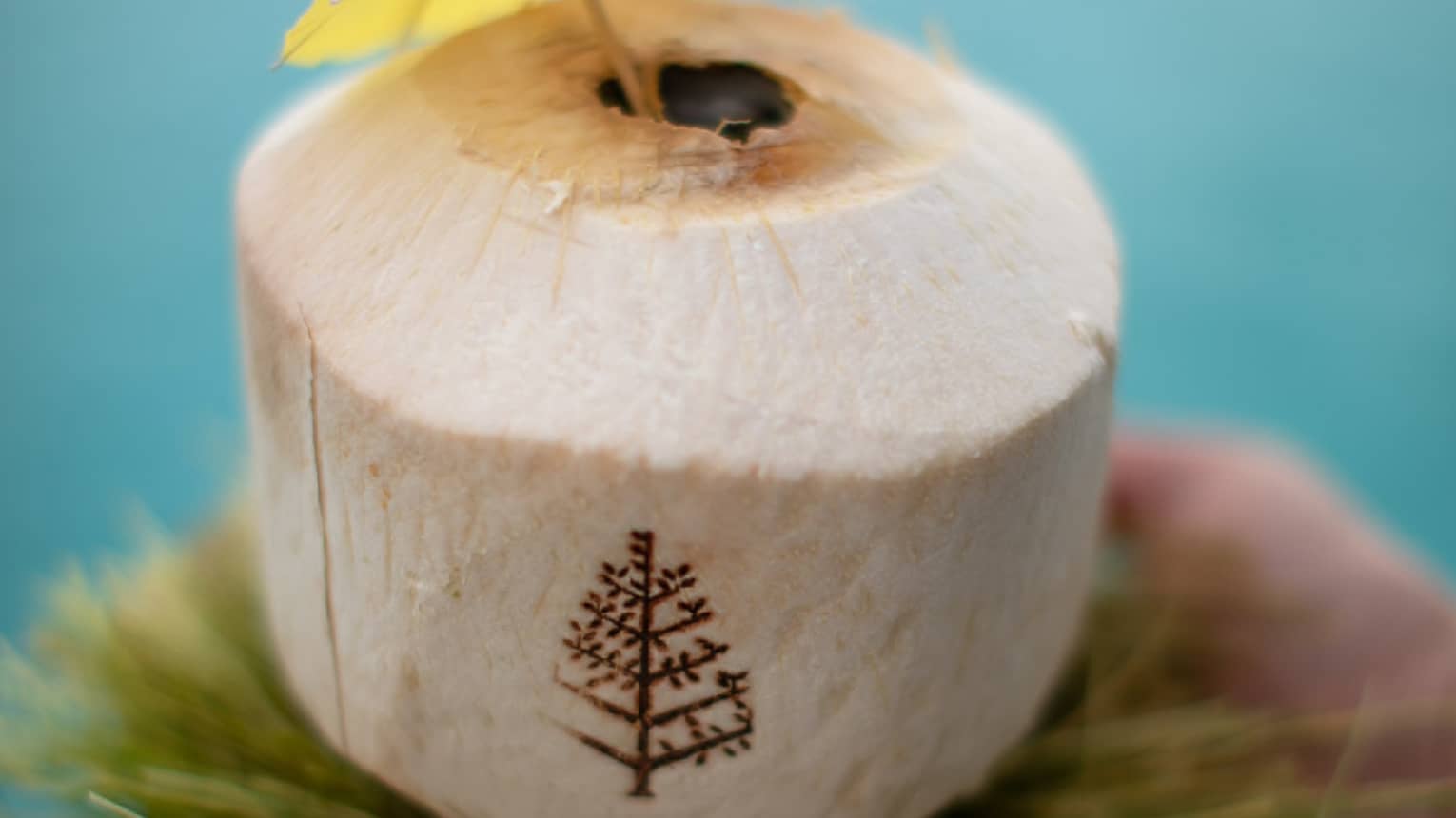 Four Seasons signature coconut water served in a coconut with a yellow cocktail umbrella