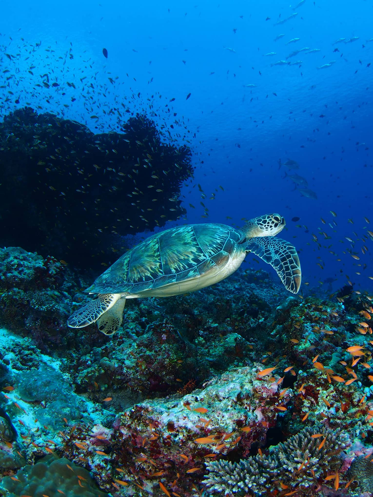 A turtle swimming through the deep blue waters of a coral reef.