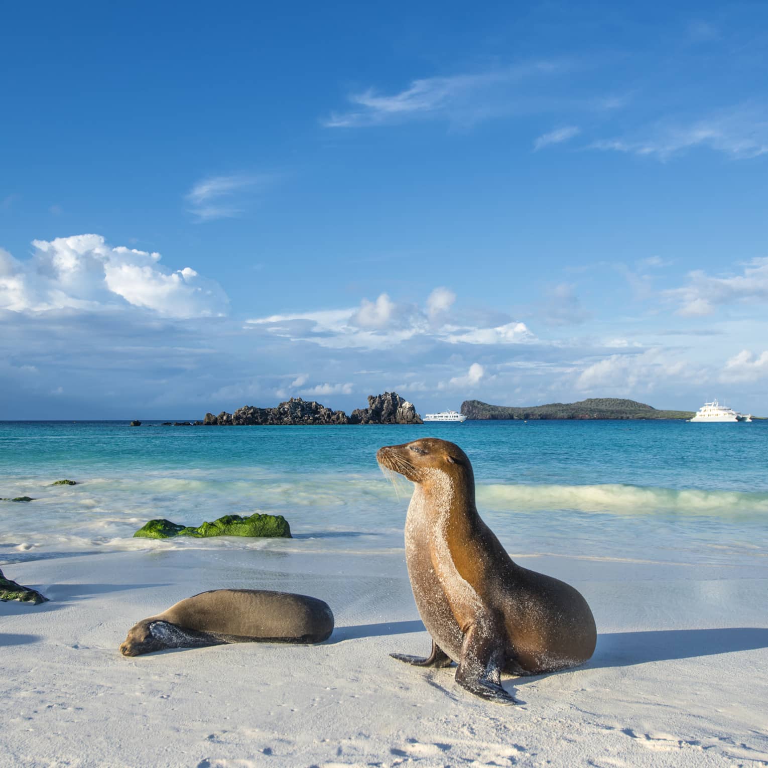 Galapagos sea lions (Zalophus wollebaeki) are sunbathing in the last sunlight at the beach.