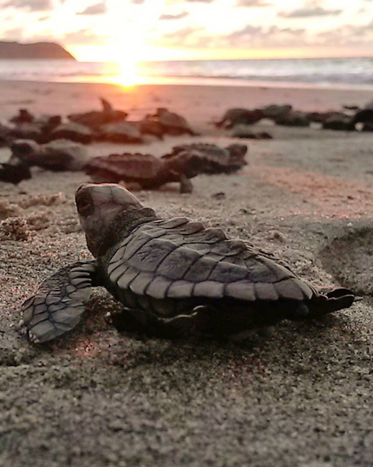 Sea turtle on sand beach at sunset