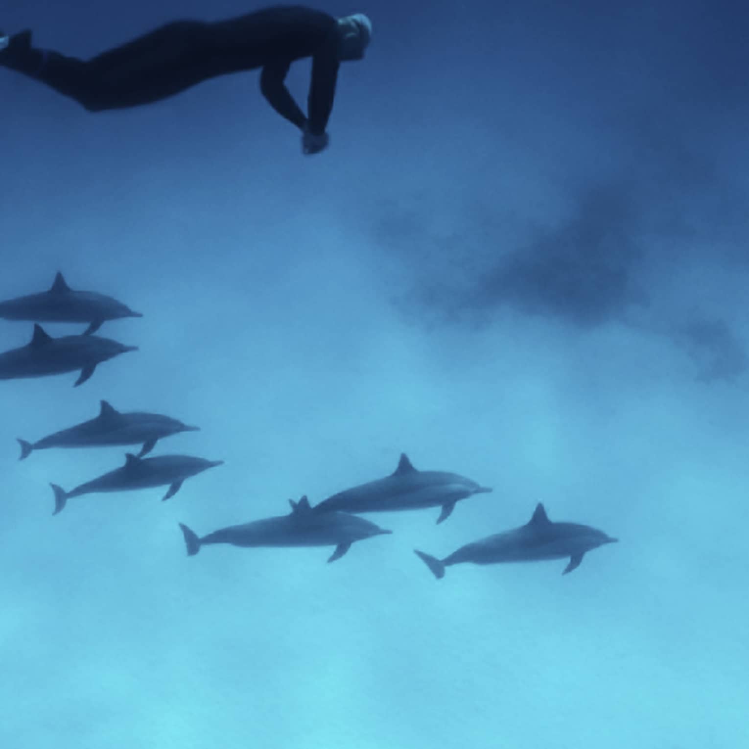 Scuba diver drifts over a pod of dolphins gliding through the water above the sun-dappled sand on the ocean floor. 