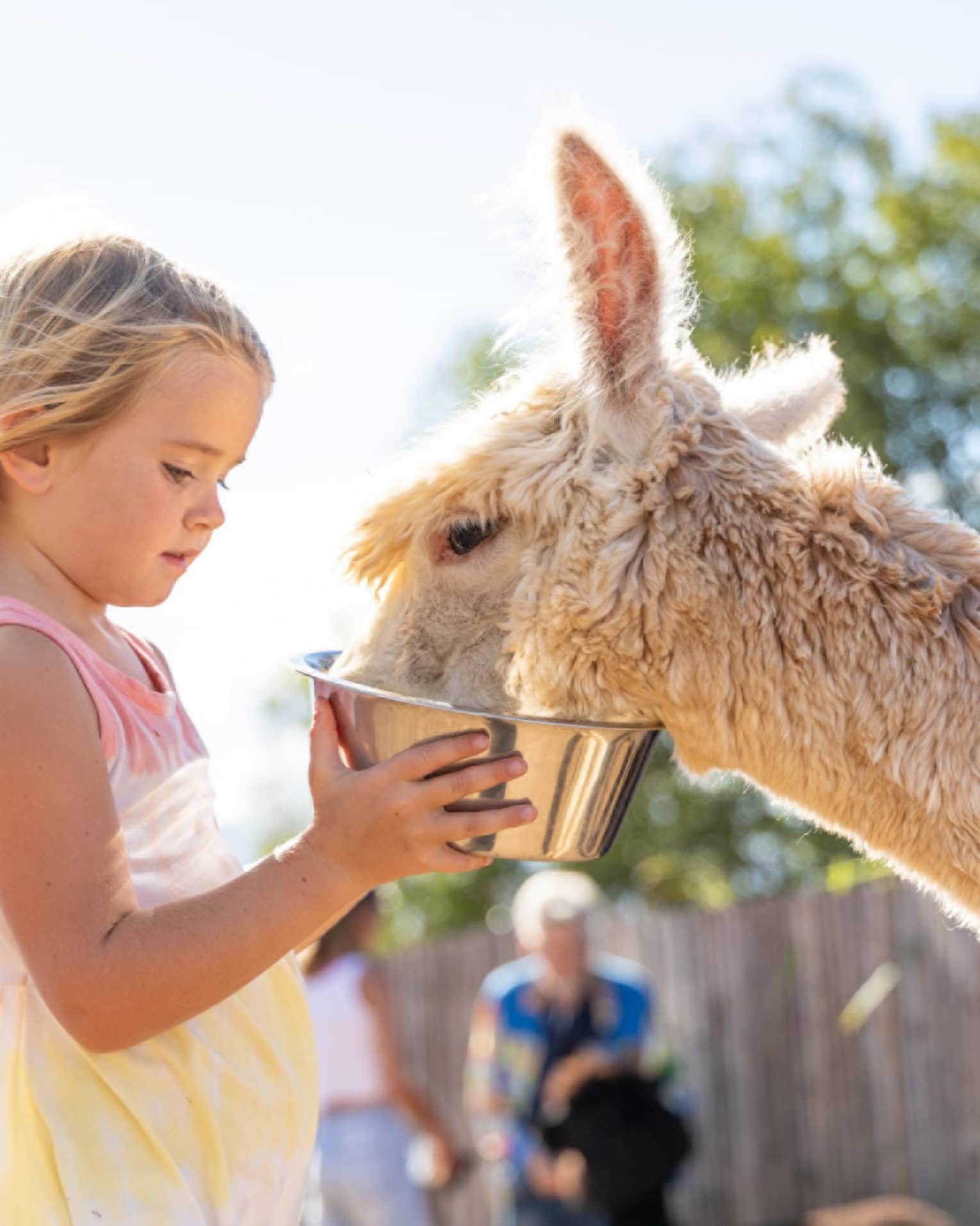 Alpaca farm