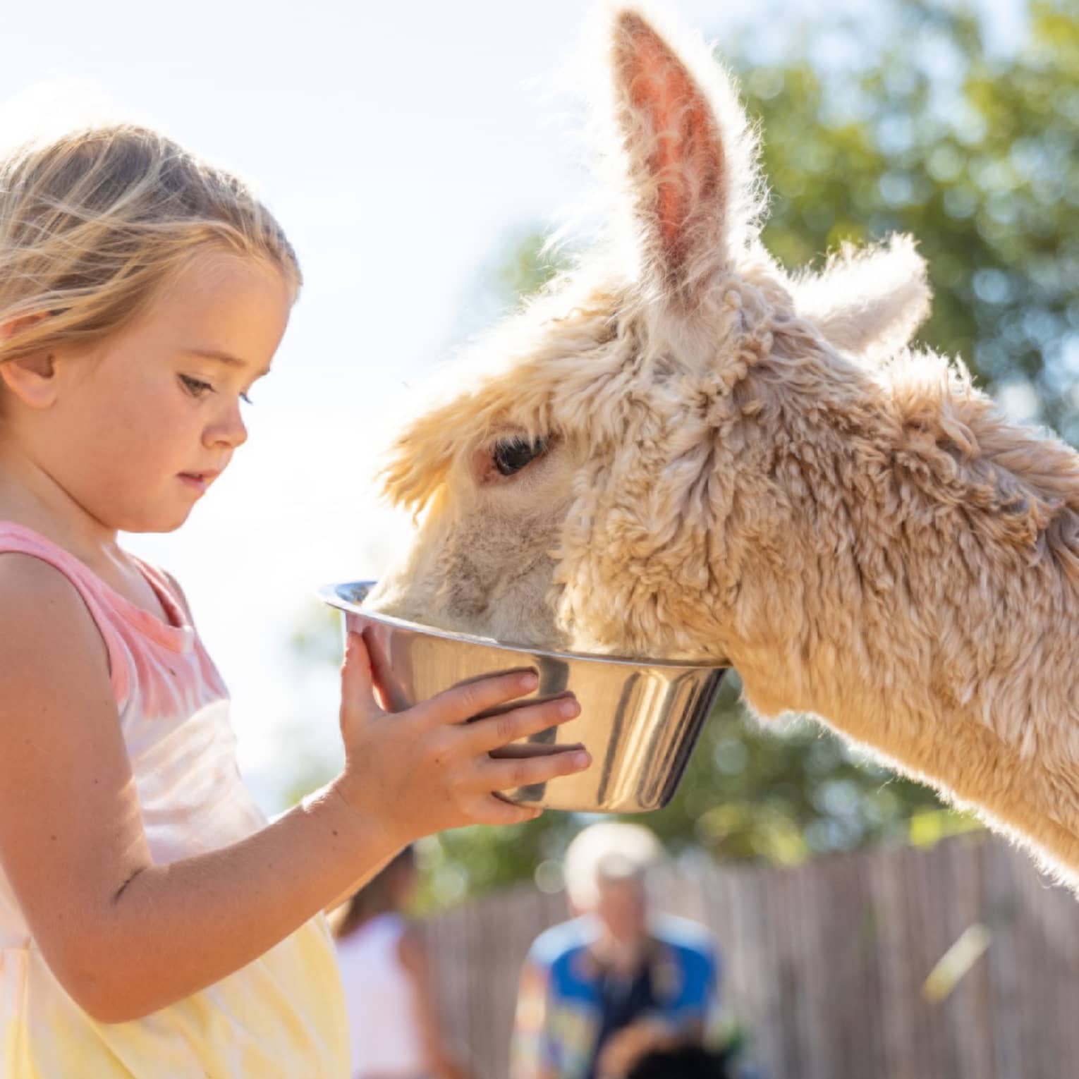 Alpaca farm