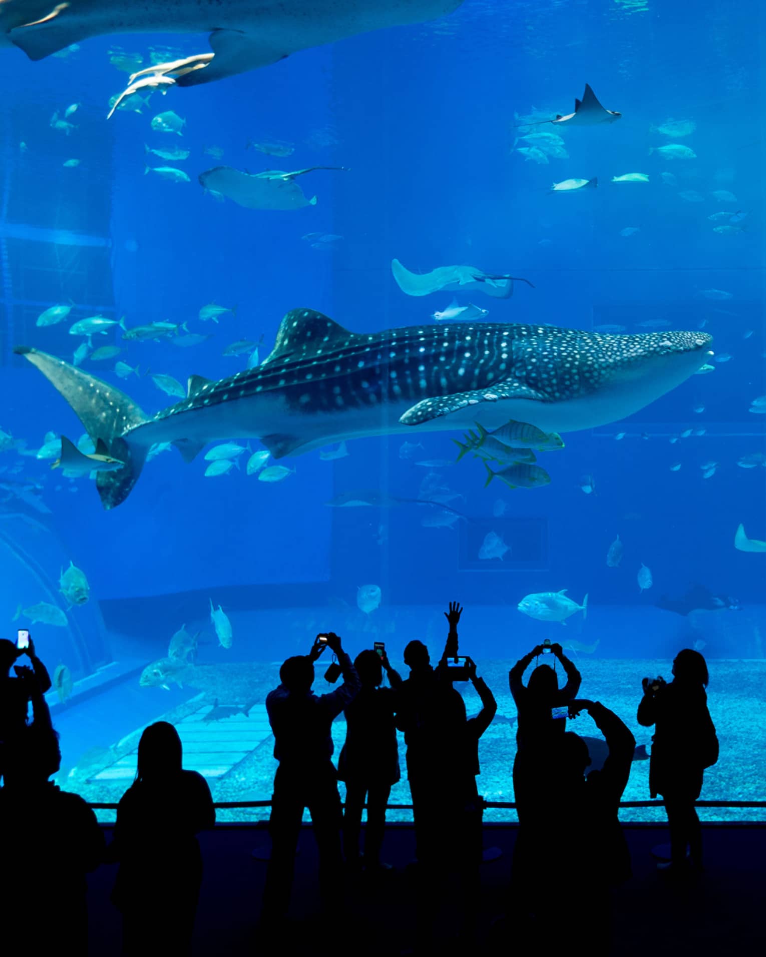 Shadowed people stand in front of large aquarium featuring whale sharks and fish