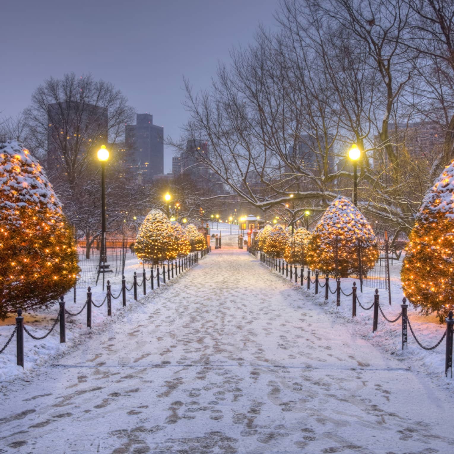 A snow covered path lined by large bushes with Christmas lights.