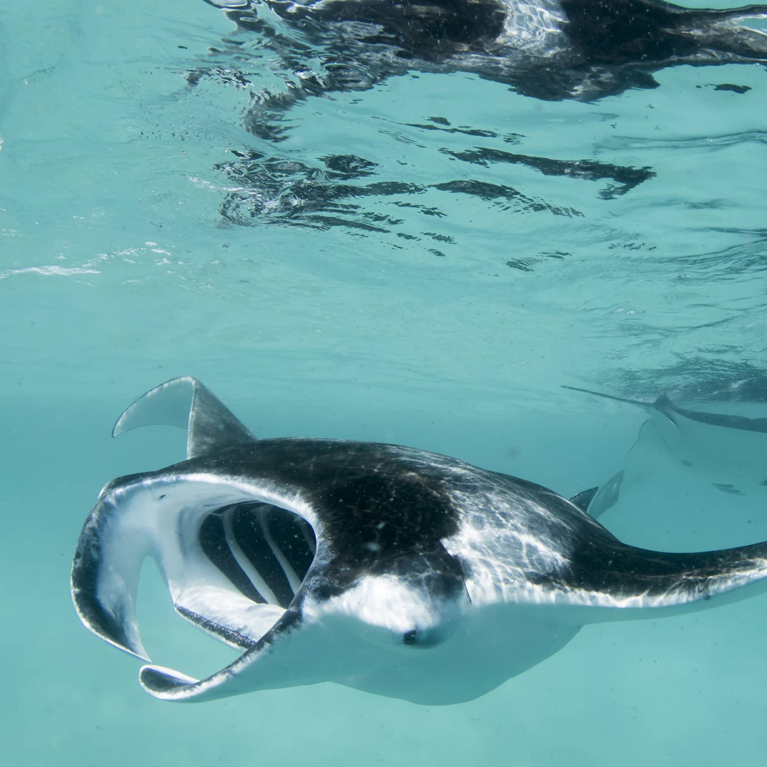 A large manta ray, mouth opened wide toward the camera, drifts through turquoise water as other mantas swim behind. 