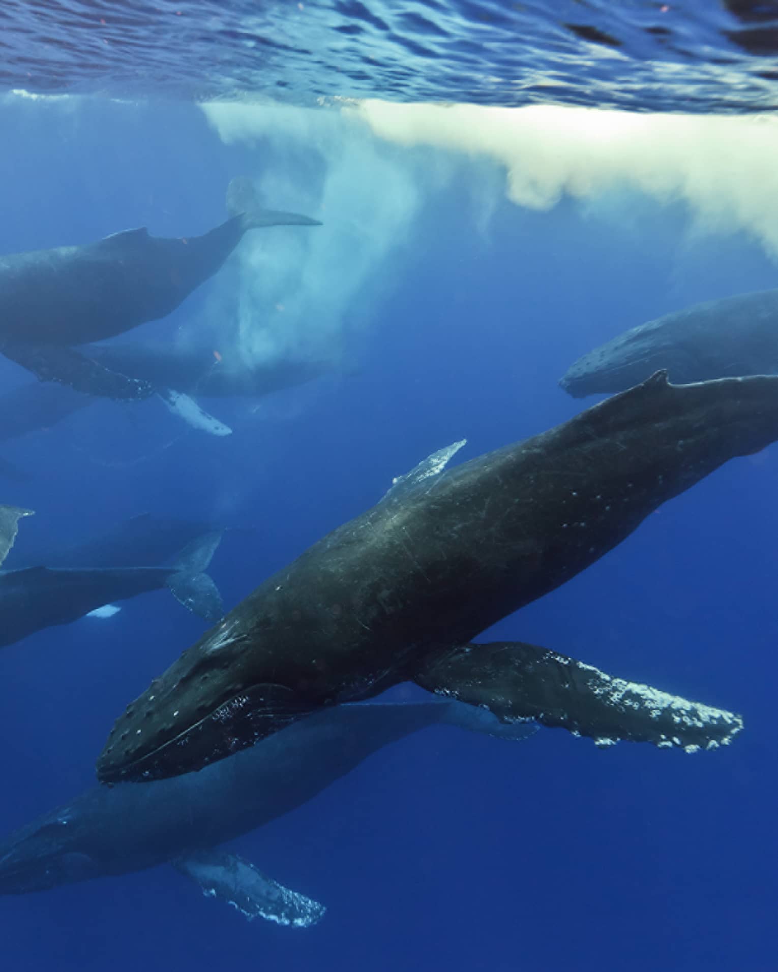 Humpback whales swim together under water