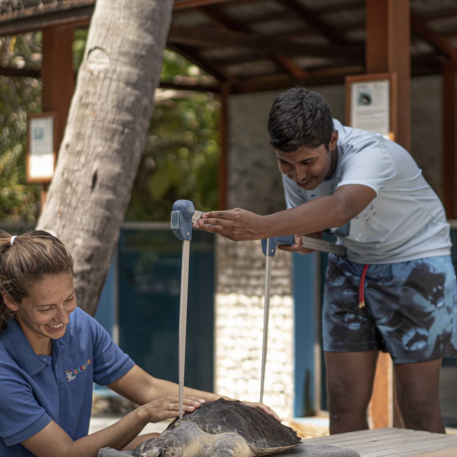 Teen boy works on a sea turtle with resident Turtle Biologist