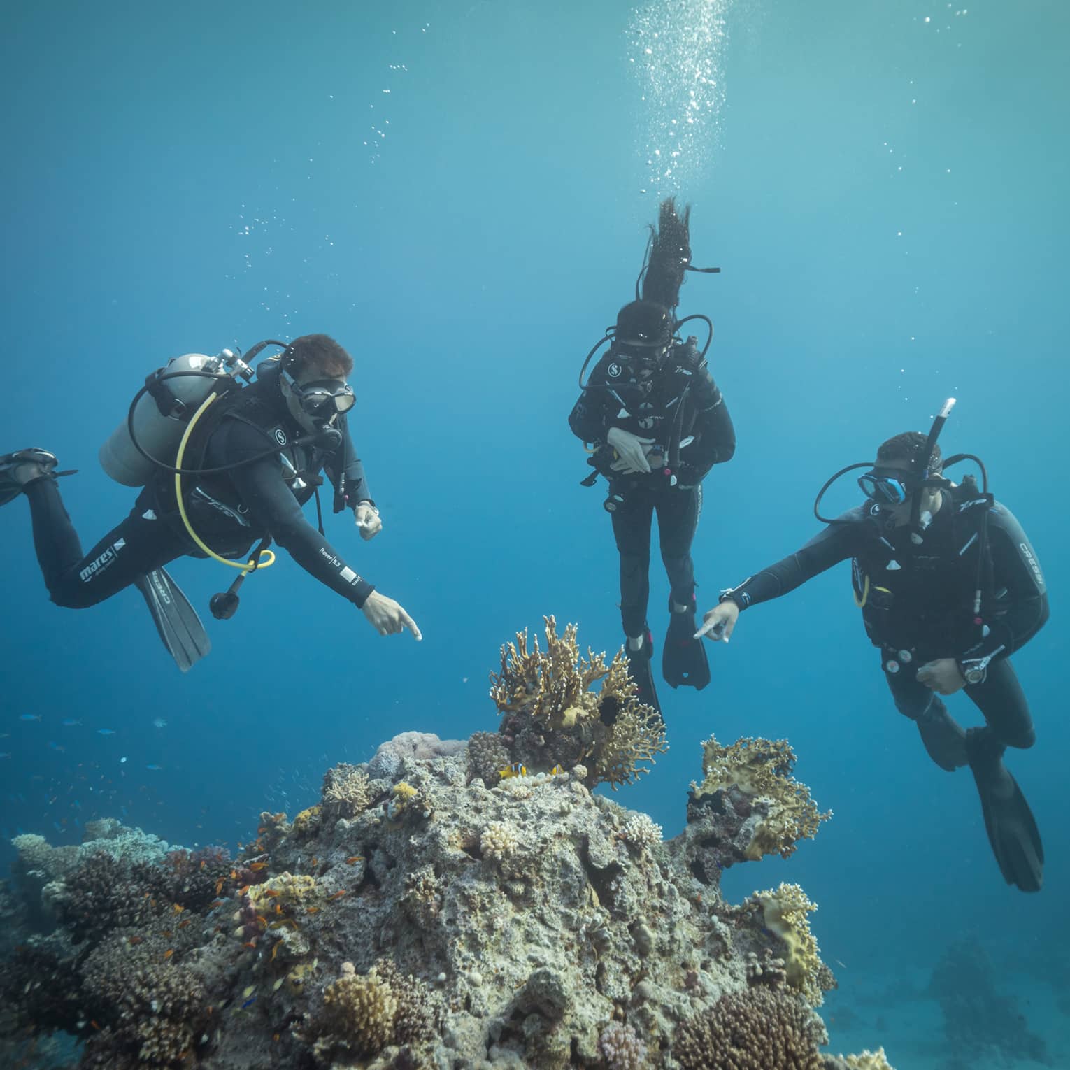 Front view of three scuba divers in clear, dark waters; two divers point at a group of yellow coral protruding from the rock.