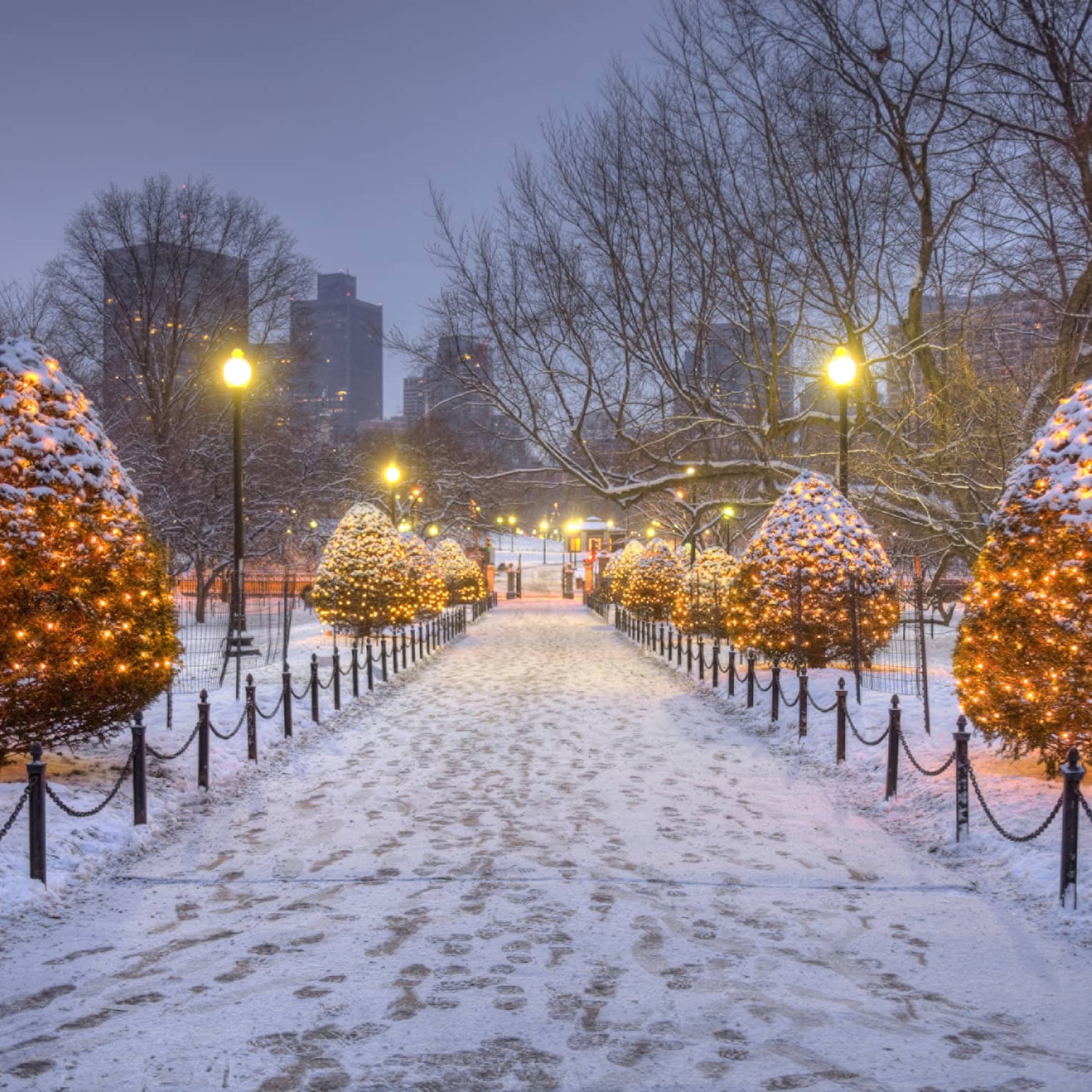 A snow covered path lined by large bushes with Christmas lights.