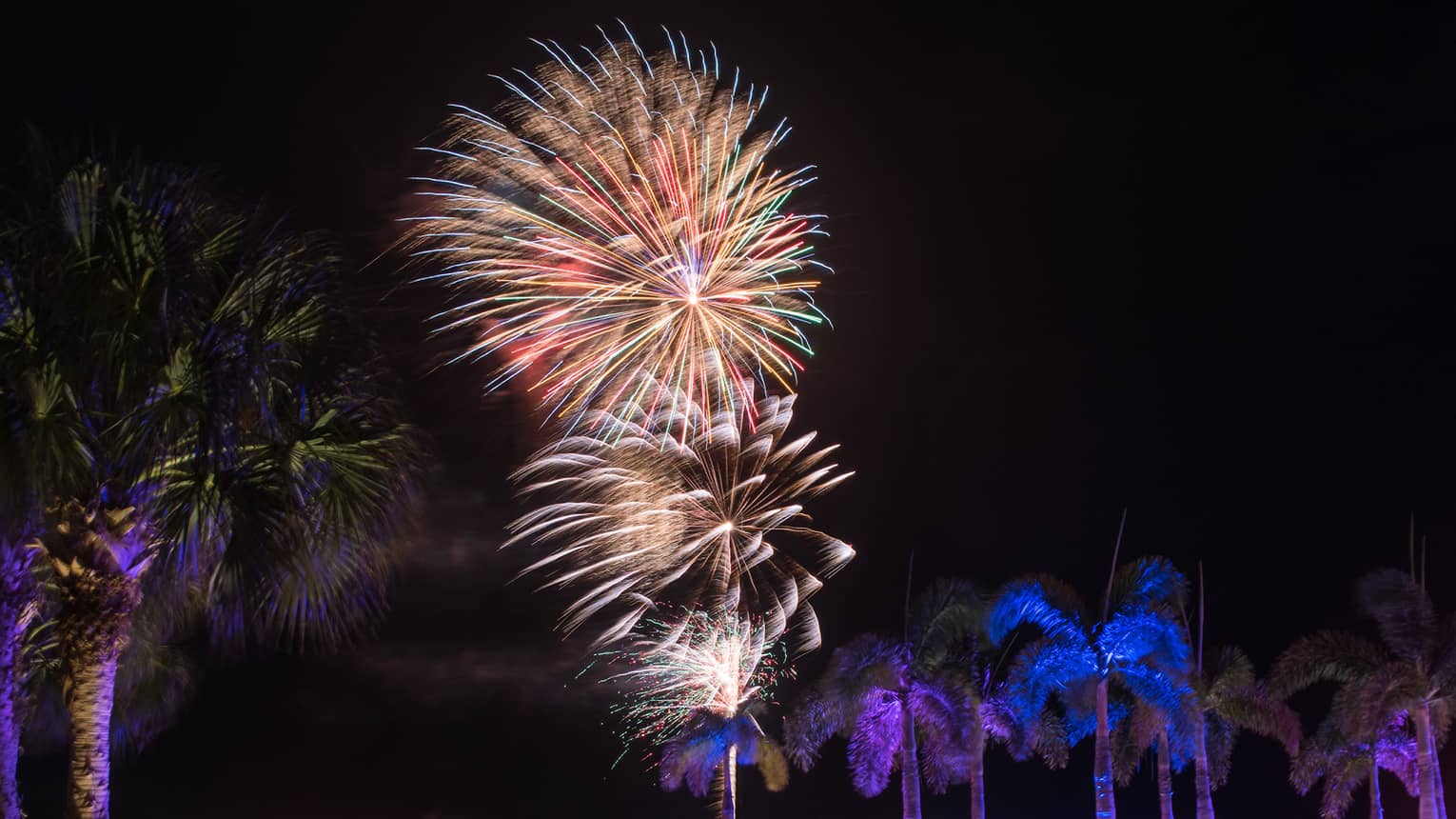 A stack of three blurred fireworks explode against a pitch-black sky and illuminate a line of palm trees.