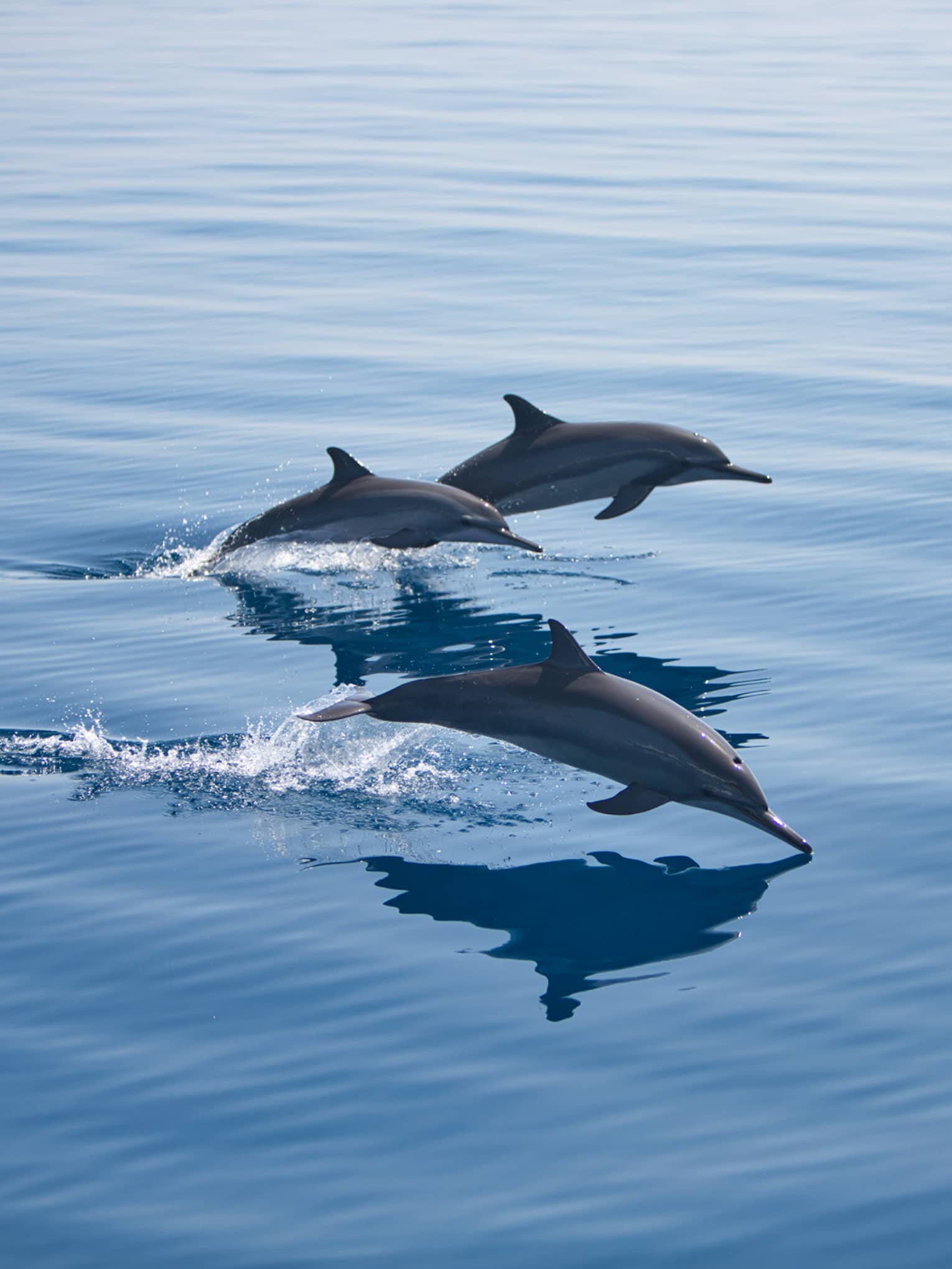 Three bottlenose dolphins, mid-jump, break through the surface of the otherwise calm water