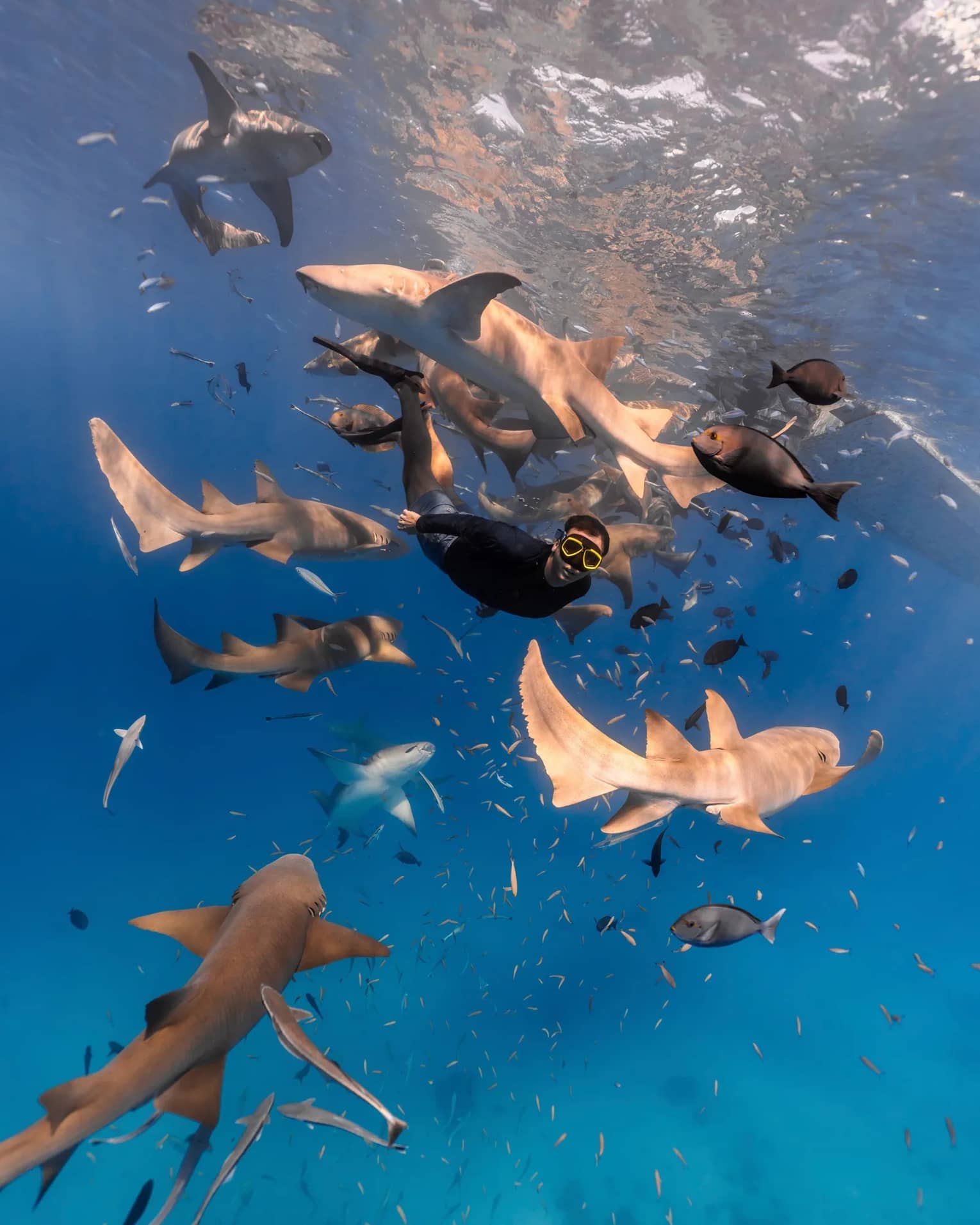 Snorkeling with sharks and rays