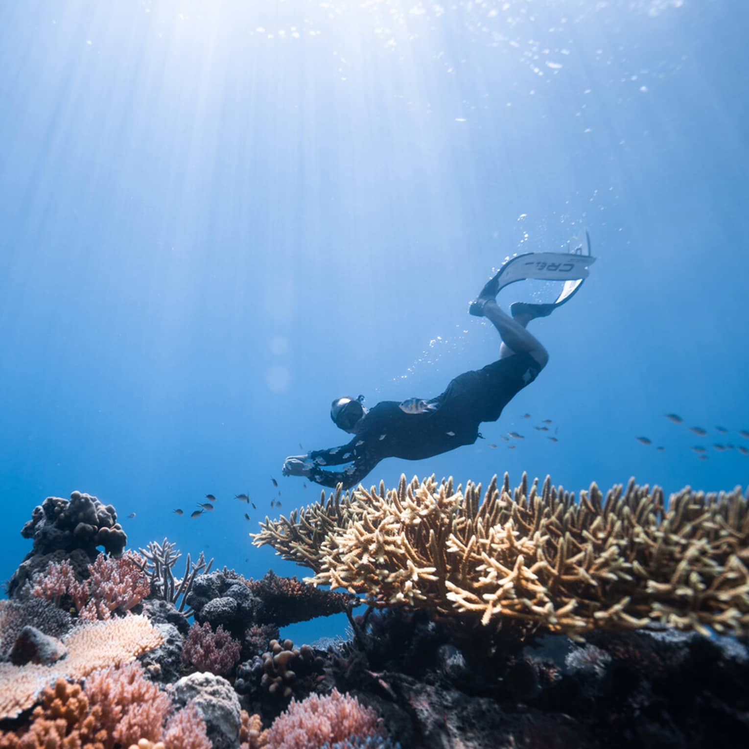 ,A person scuba dives over a colorful coral reef