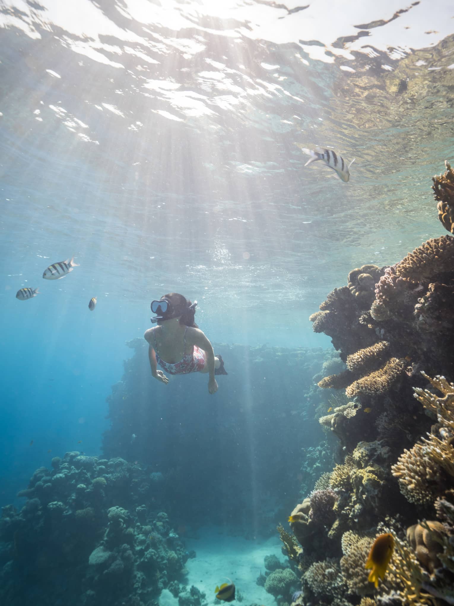 Woman in pink bathing suit snorkels among colourful fish and coral reefs, sunlight streaming through the water's surface