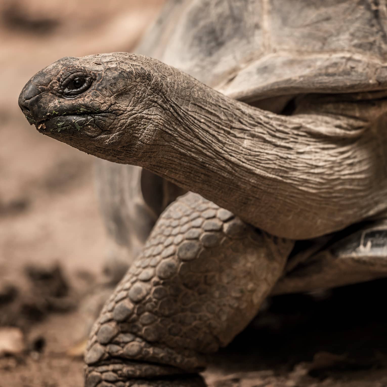 Close-up view of a giant tortoise on earthy terrain, head emerged from its shell and neck outstretched, peering sideways. 