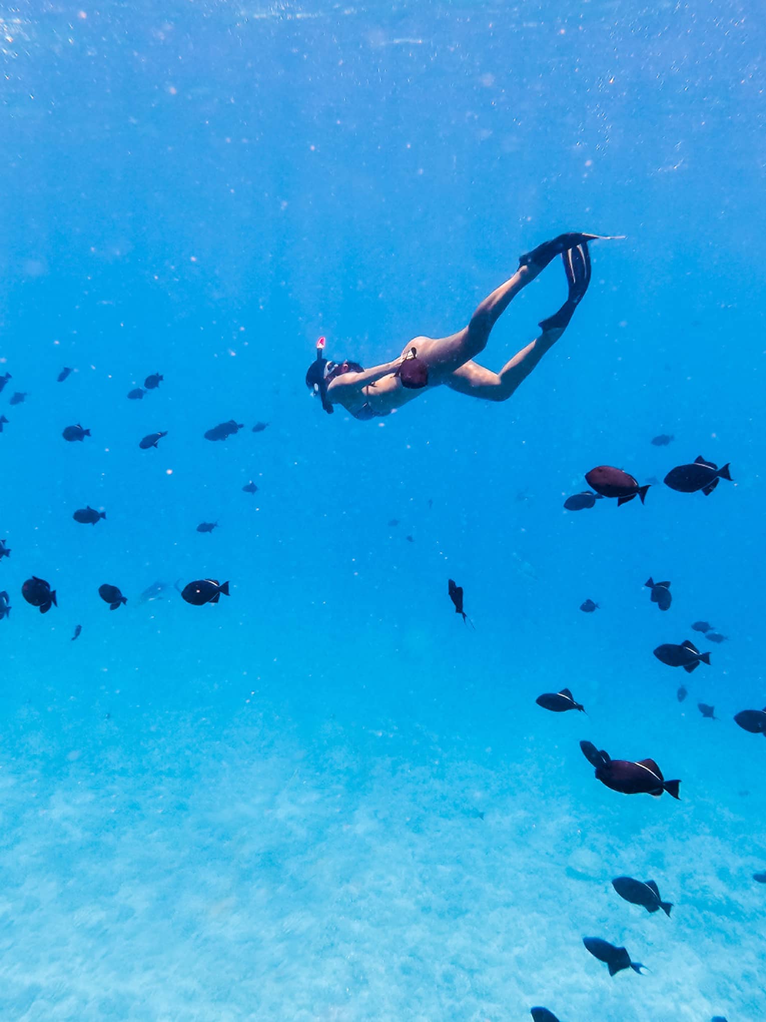 A swimmer wearing fins and a snorkel is completely submerged in clear-blue water and surrounded by a school of black fish.
