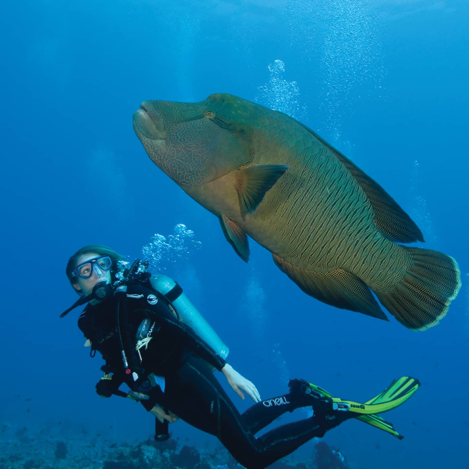 Scuba diver swims alongside large tropical fish in ocean