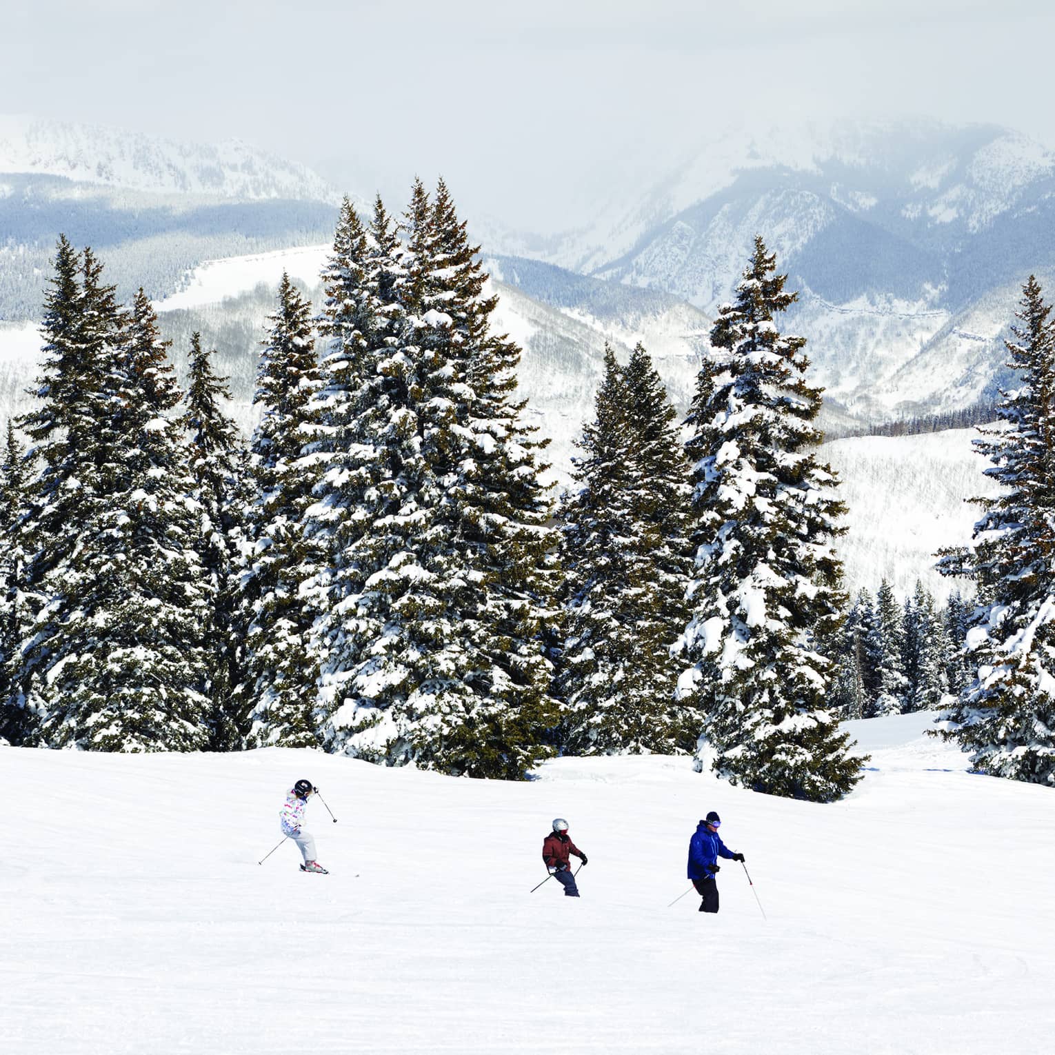 A few people skiing on snow by large green trees covered in snow.