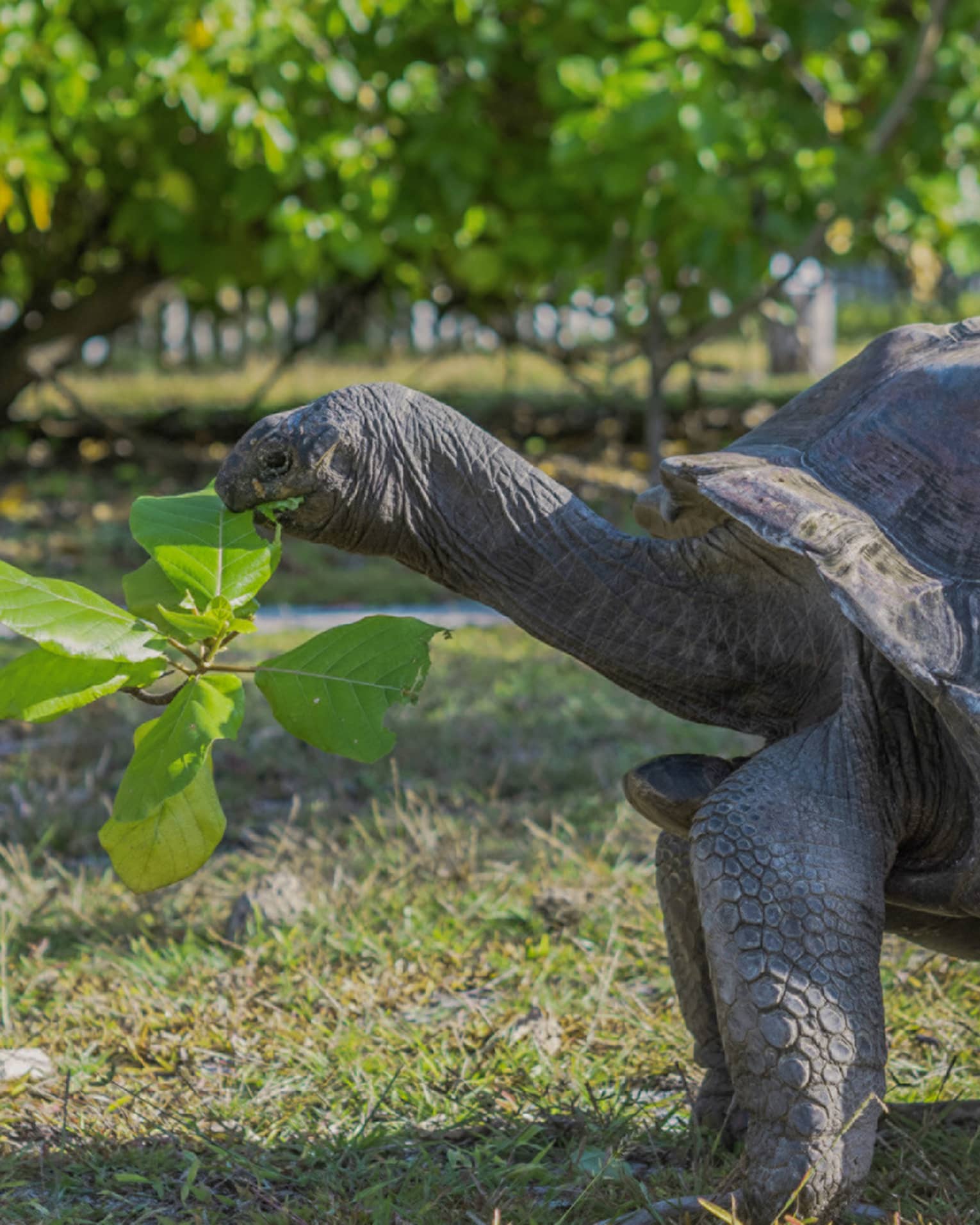 Tortoise eating a leaf