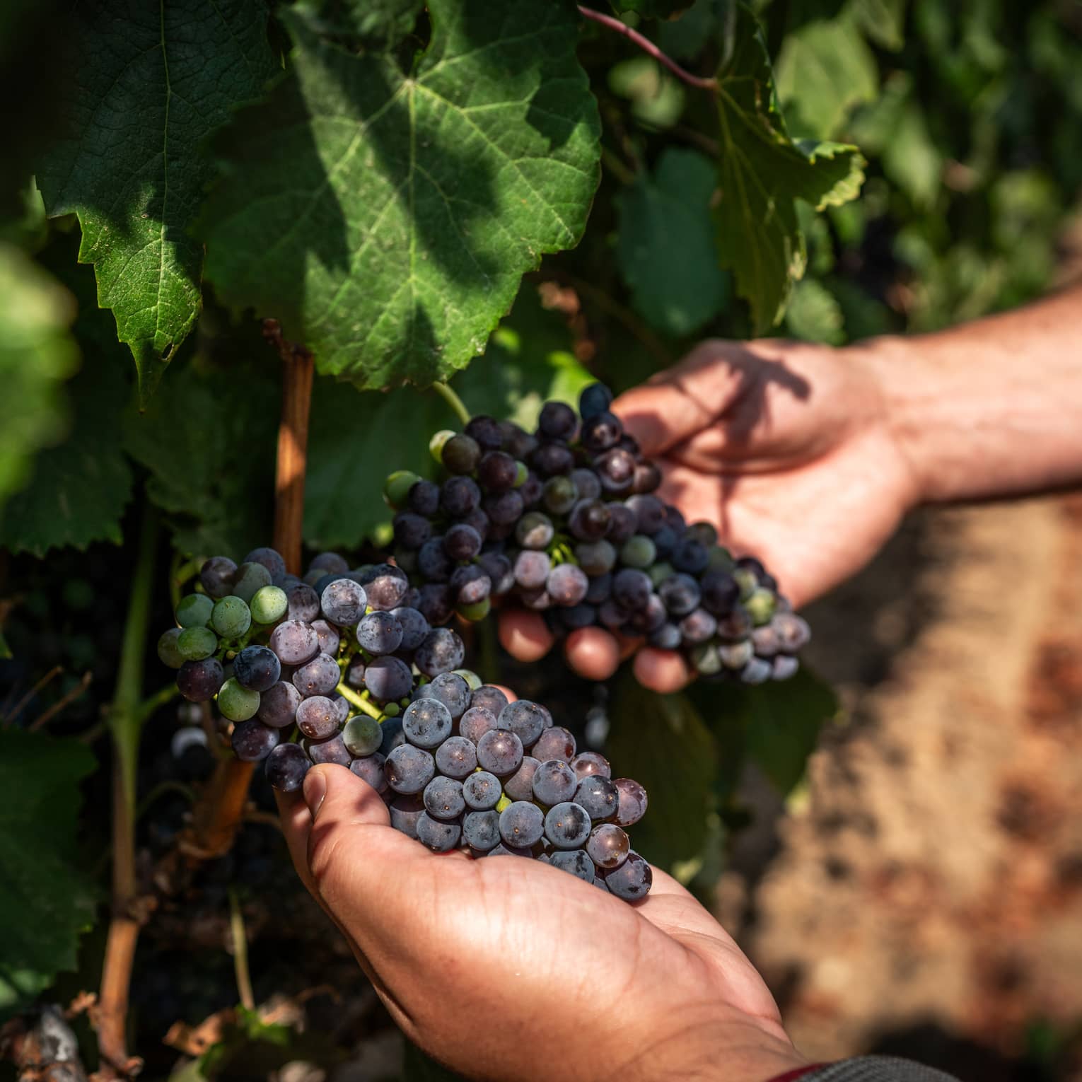 Close up of hands holding a bunch of grapes on the vine