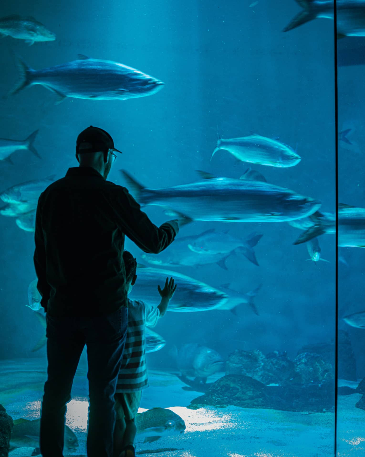 View from behind of an adult and child gazing at large fish in blue water through a floor-to-ceiling aquarium glass wall.