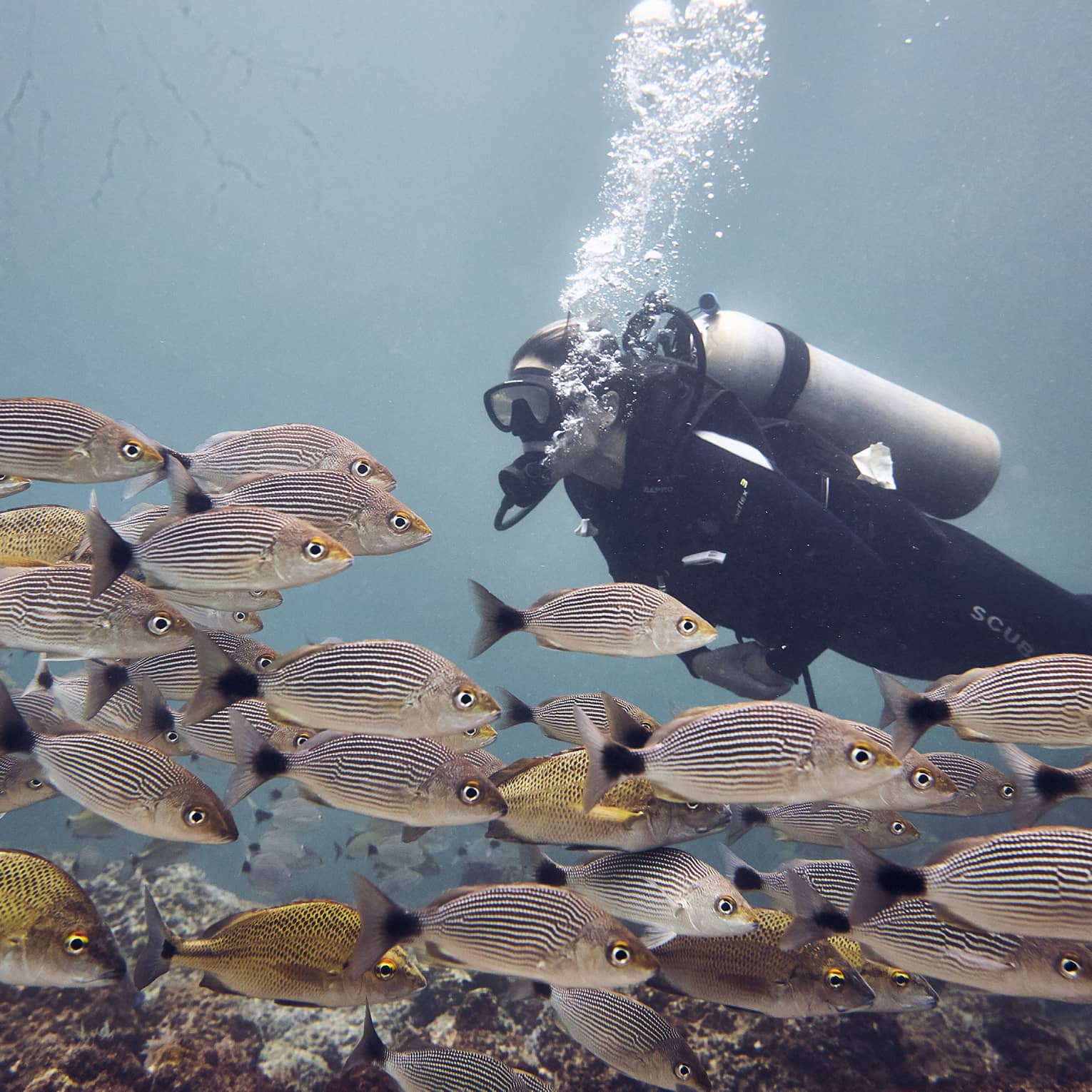 Woman scuba dives among a school of coulourful striped fish, the open ocean behind her