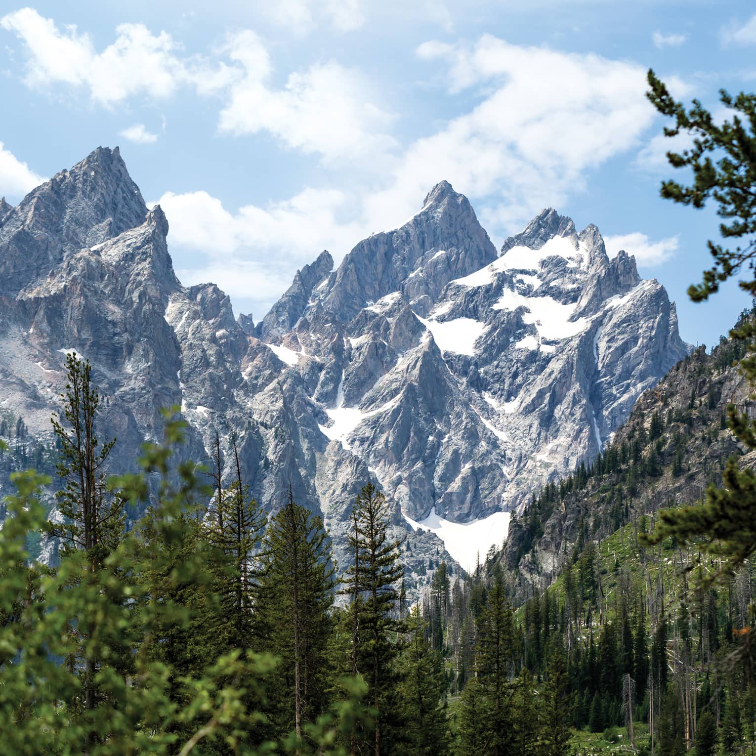 Snow-capped Grand Teton Mountain Range behind tall trees near Four Seasons Hotel Resort Jackson Hole
