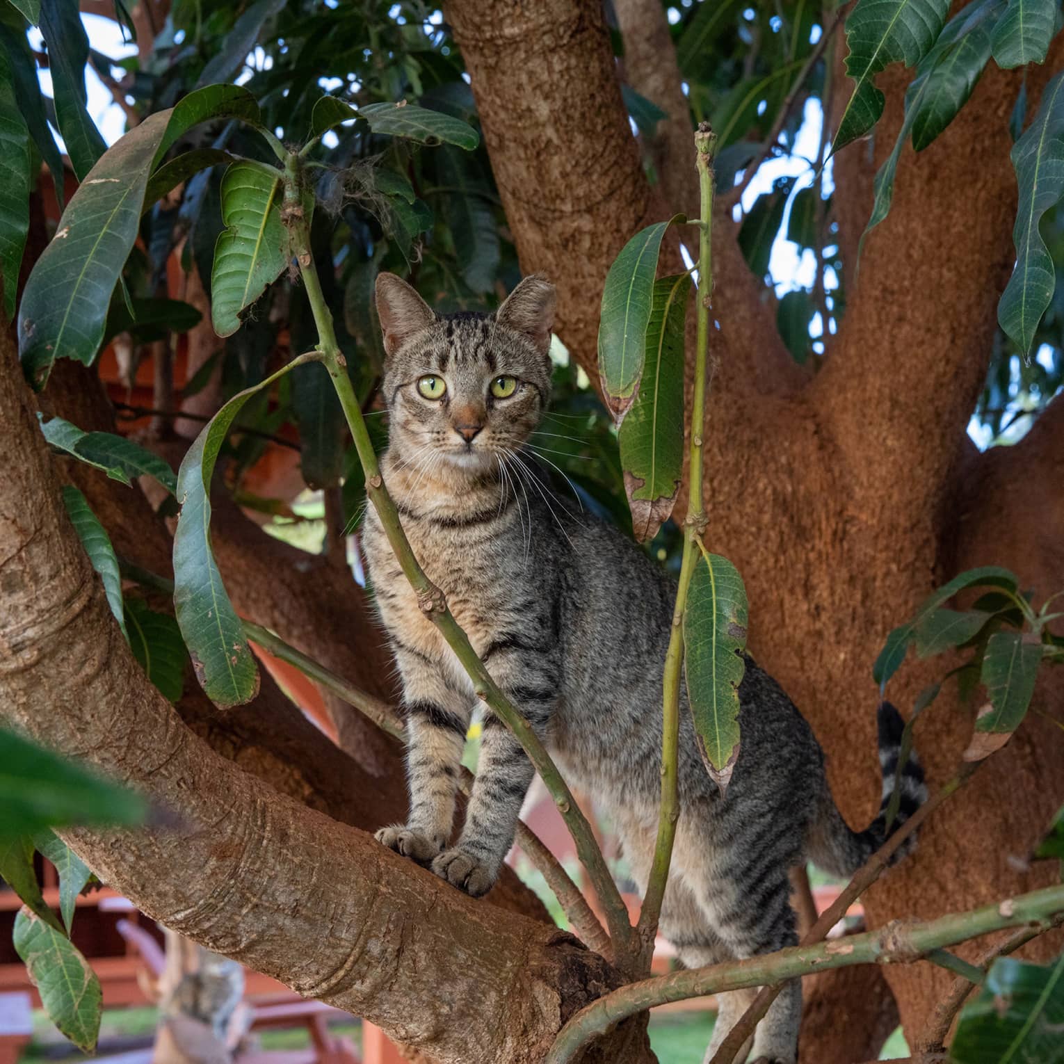 Wild cat in a tree