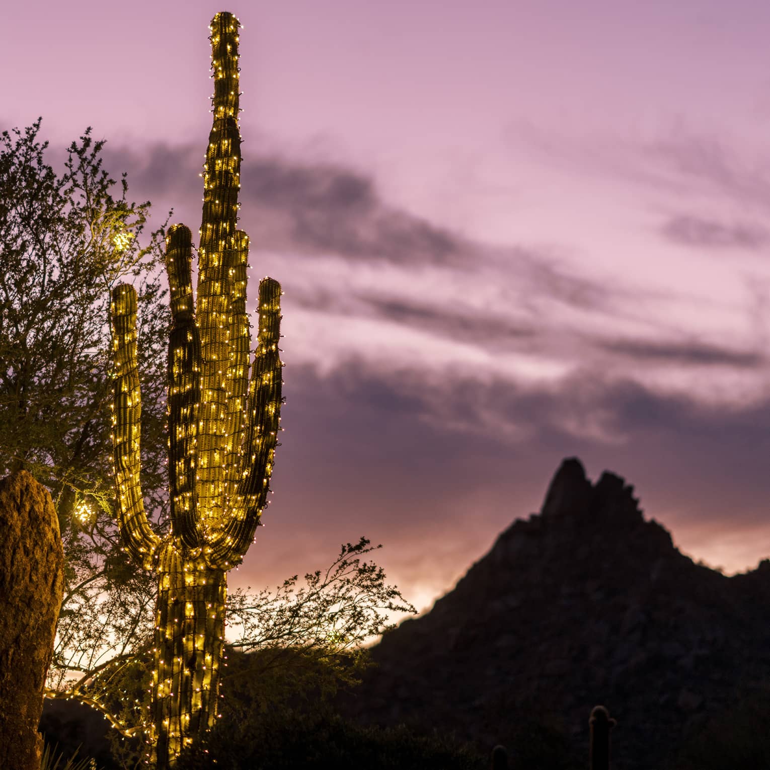A cactus decorated with lights and a sunset in the background